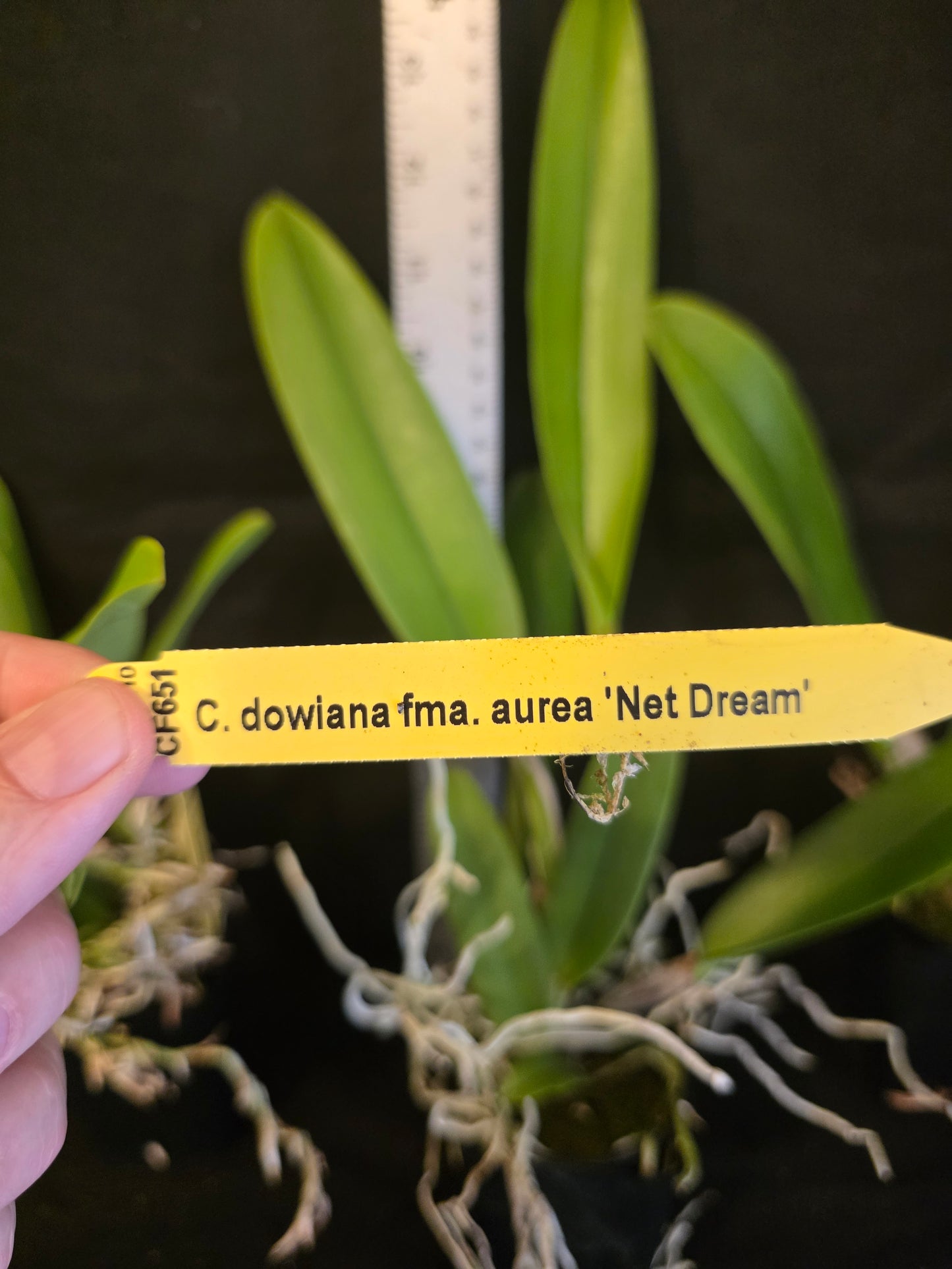 Cattleya dowiana var Aurea 'Net Dream' Rare orchid species. Healthy non bloom size plants 2.5" pot. Clones