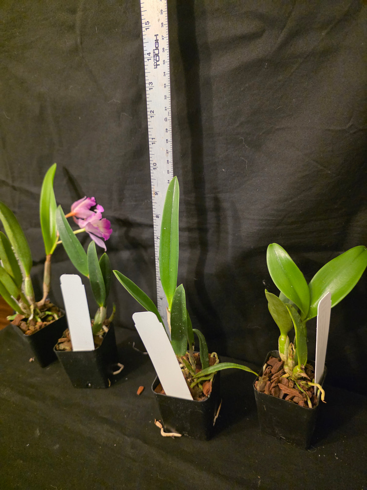 SLC Angel eyes x Bc Little Mermaid. Blooming size compact cattleya orchid hybrid.