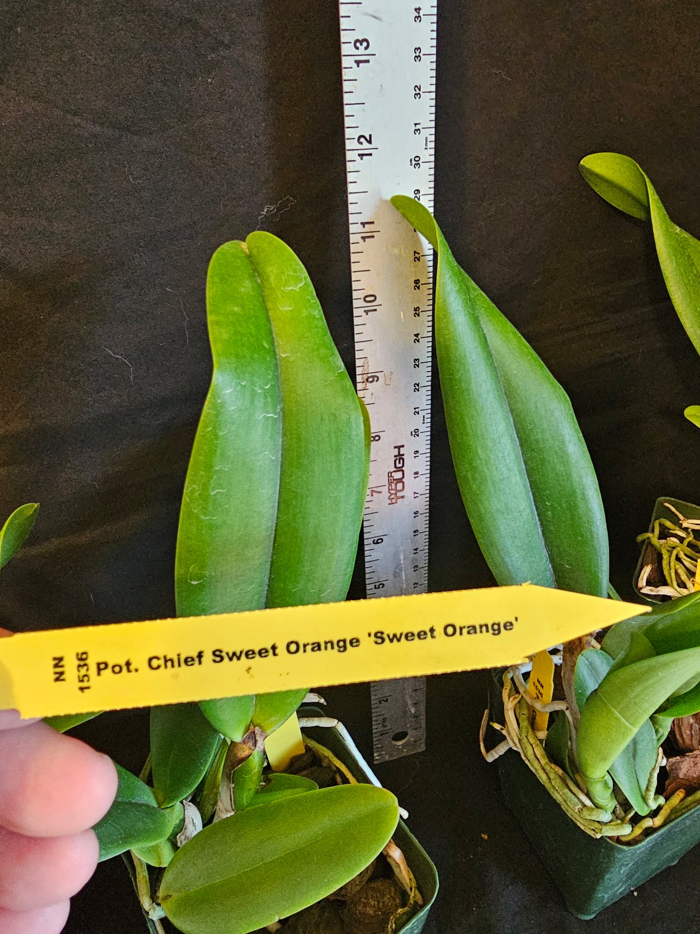 Rth Chief Sweet Orange 'Sweet Orange' (Cattlianthe Tutankamen × Rhyncholaeliocattleya Chyong Guu Chaffinch)