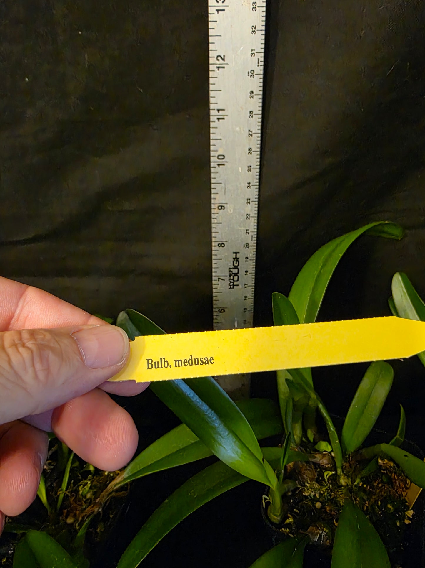 Bulbophyllum medusae, blooming size impressive orchid species. Rare