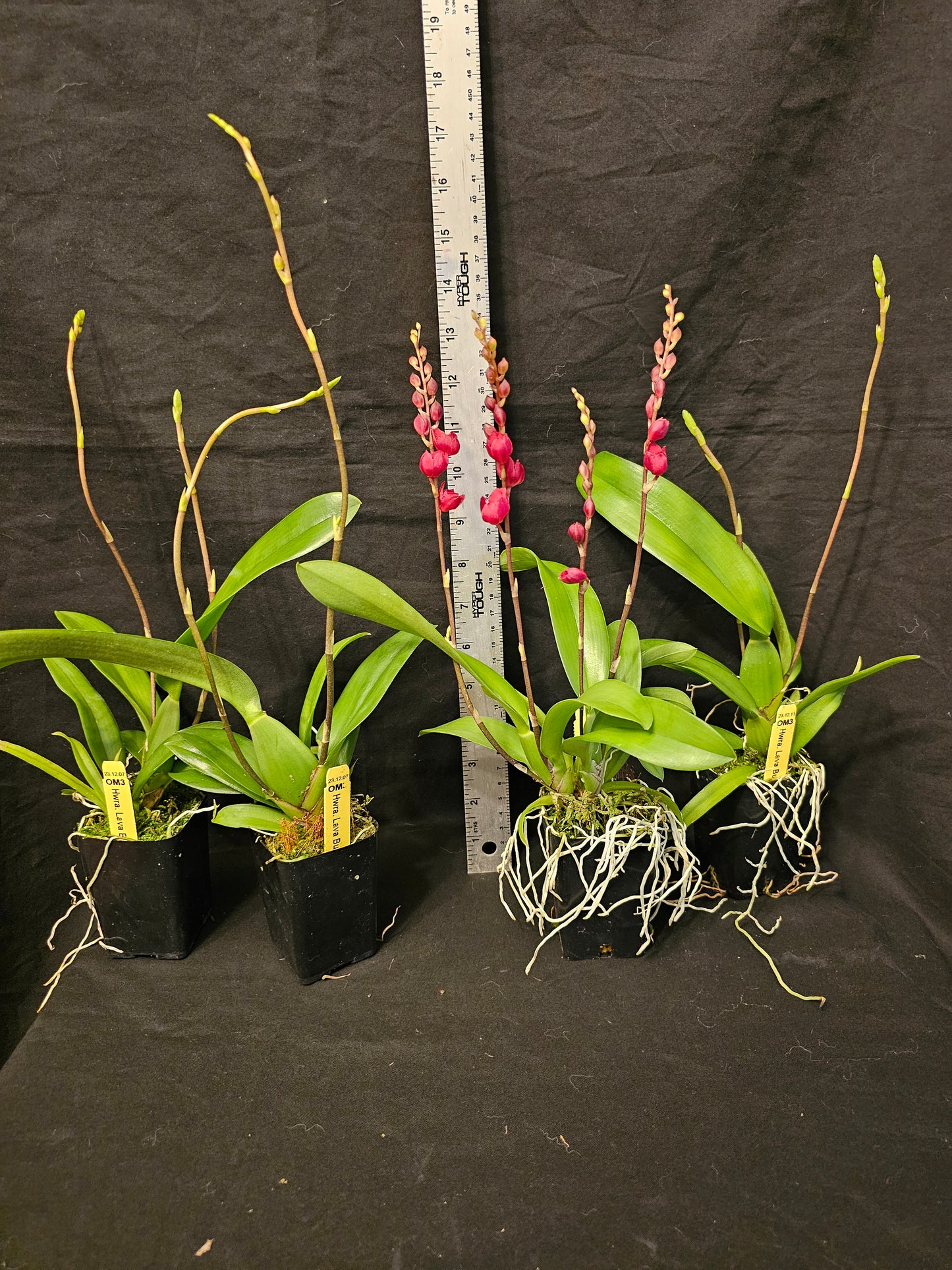Howeara Lava Burst 'Puanani'. Compact growing blooming size Oncidium clone. Beautiful red blooms