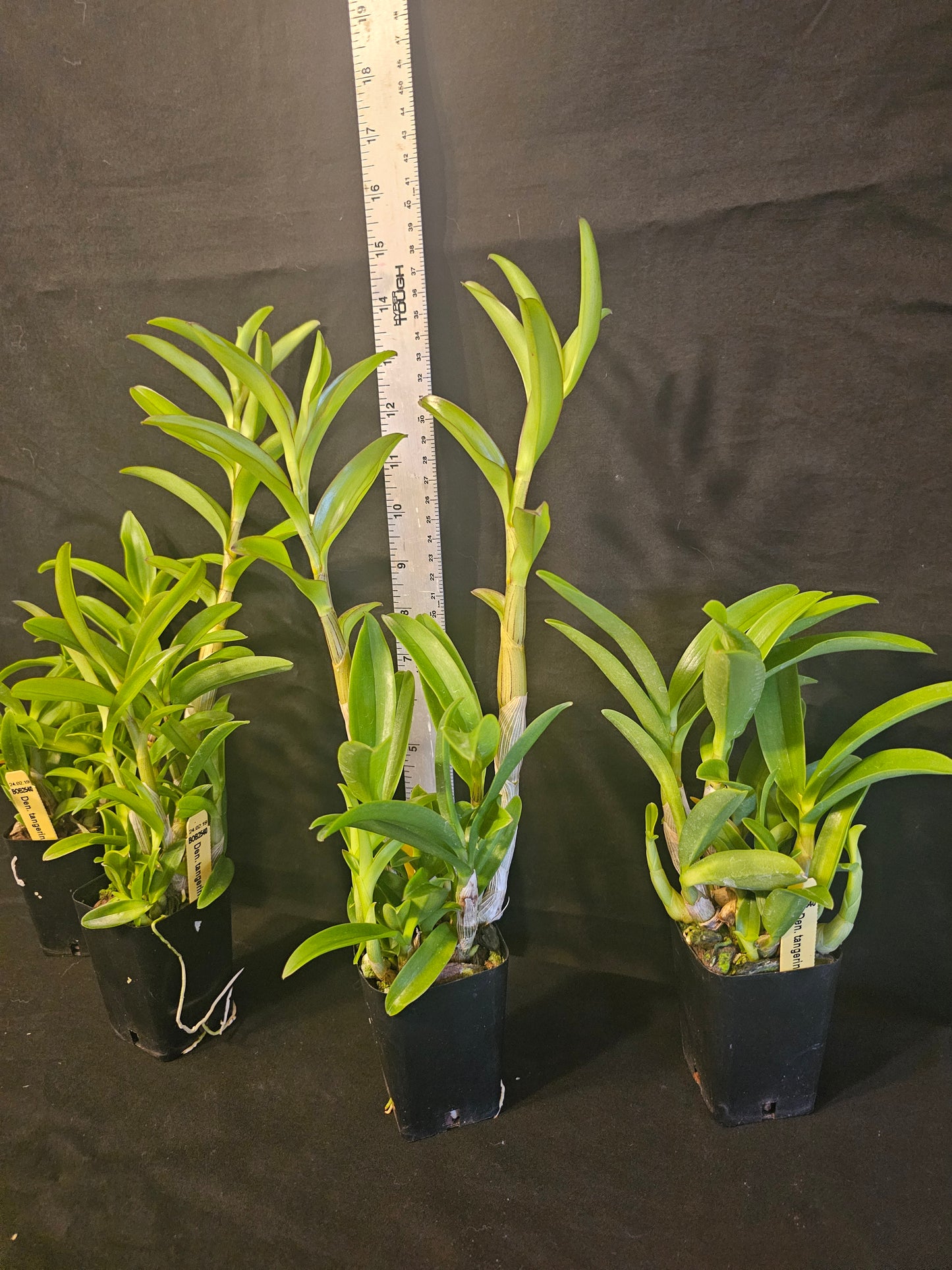 Dendrobium tangerinum, young near blooming size Antelope dendrobium orchid species.