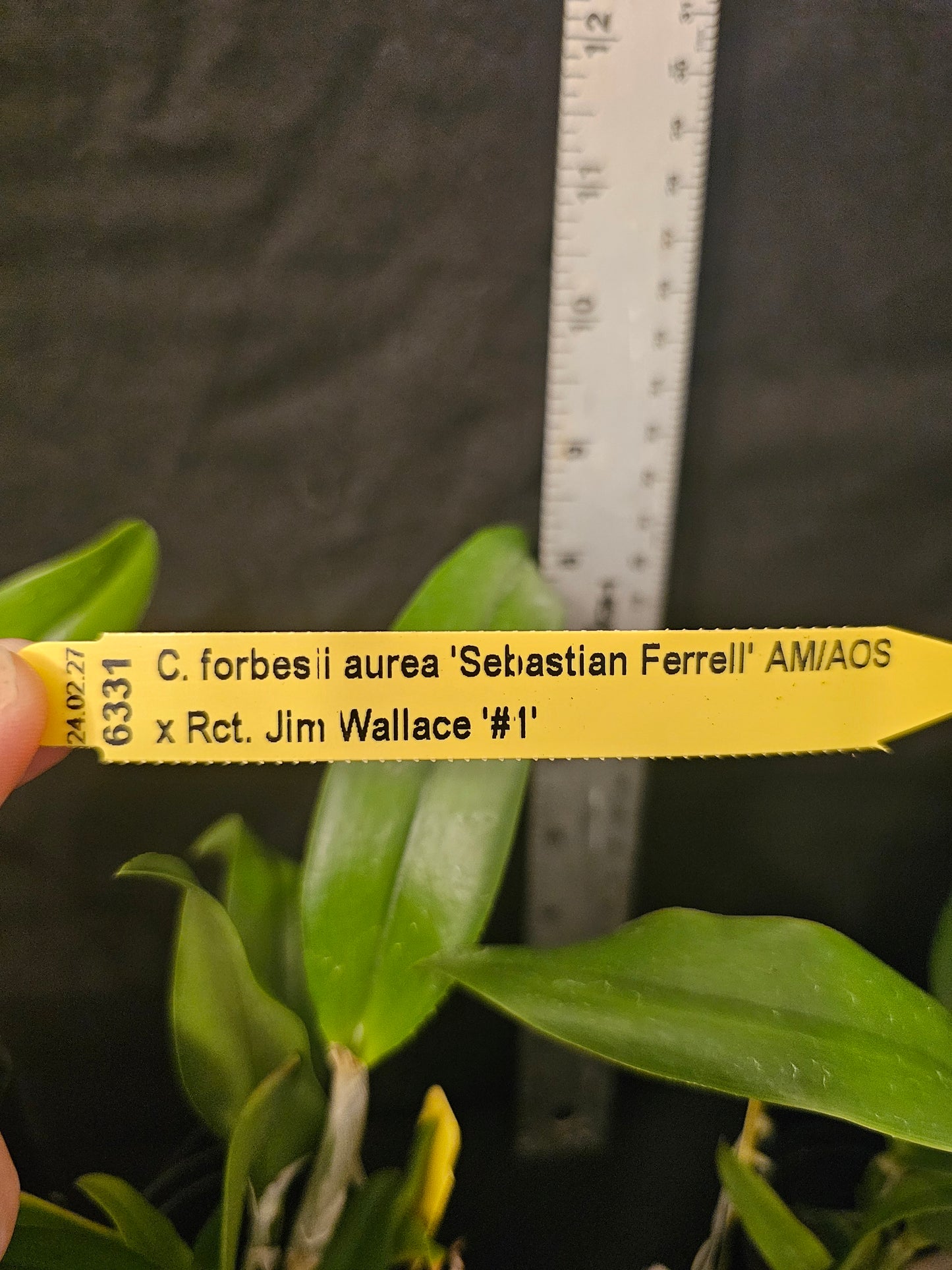 Cattleya forbesii x Rlc Jim Wallace