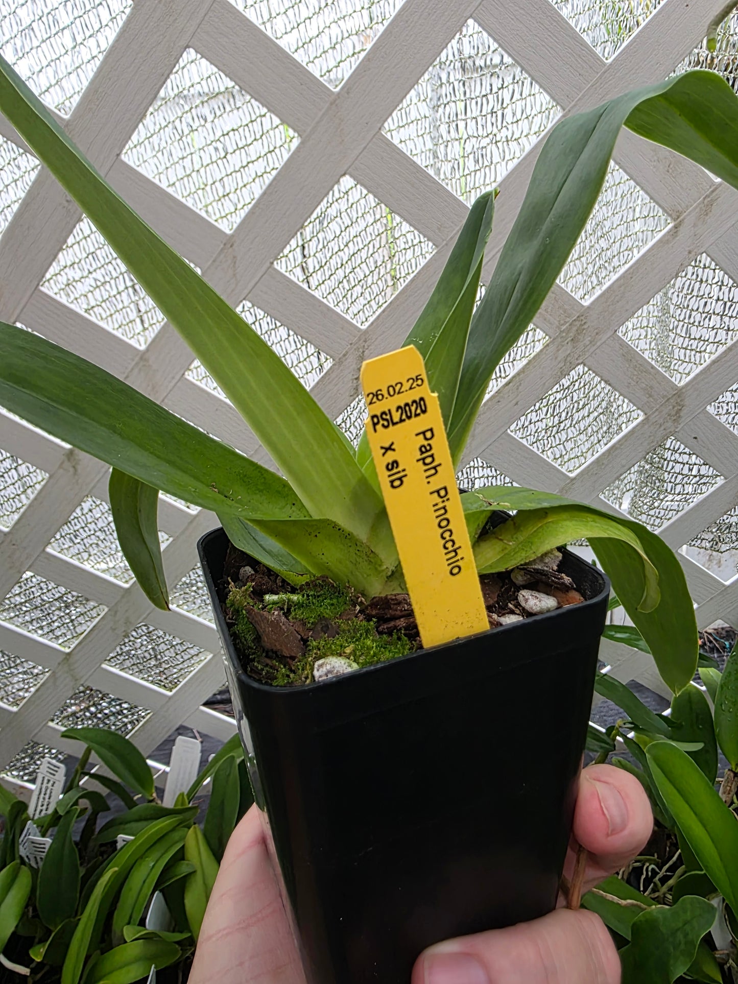 Paphiopedilum Pinocchio blooming size Paphiopedilum orchid hybrid. Unique beautiful blooms