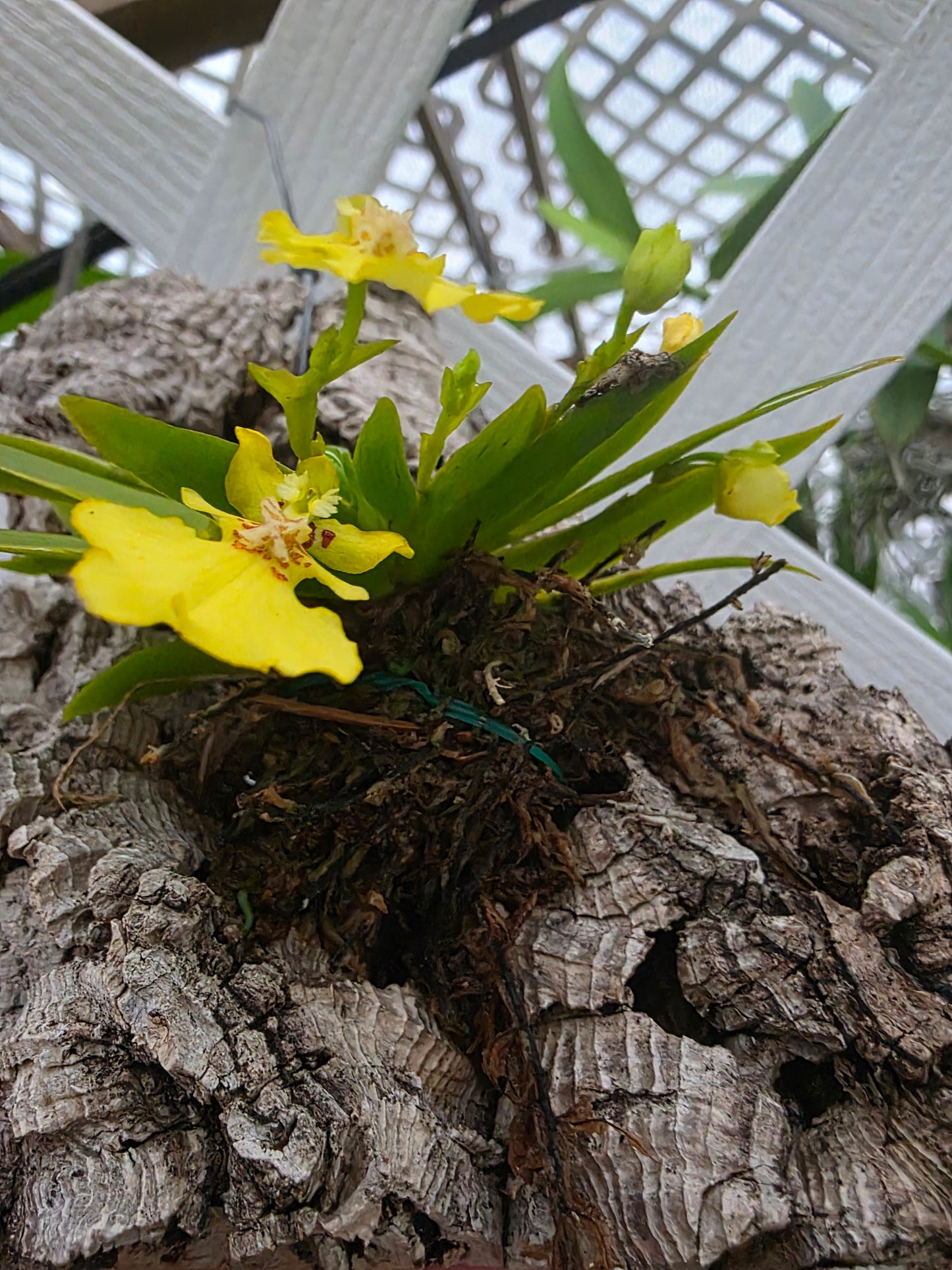 Psygmorchis pusilla blooming size mounted orchid species. Sequential bloomer