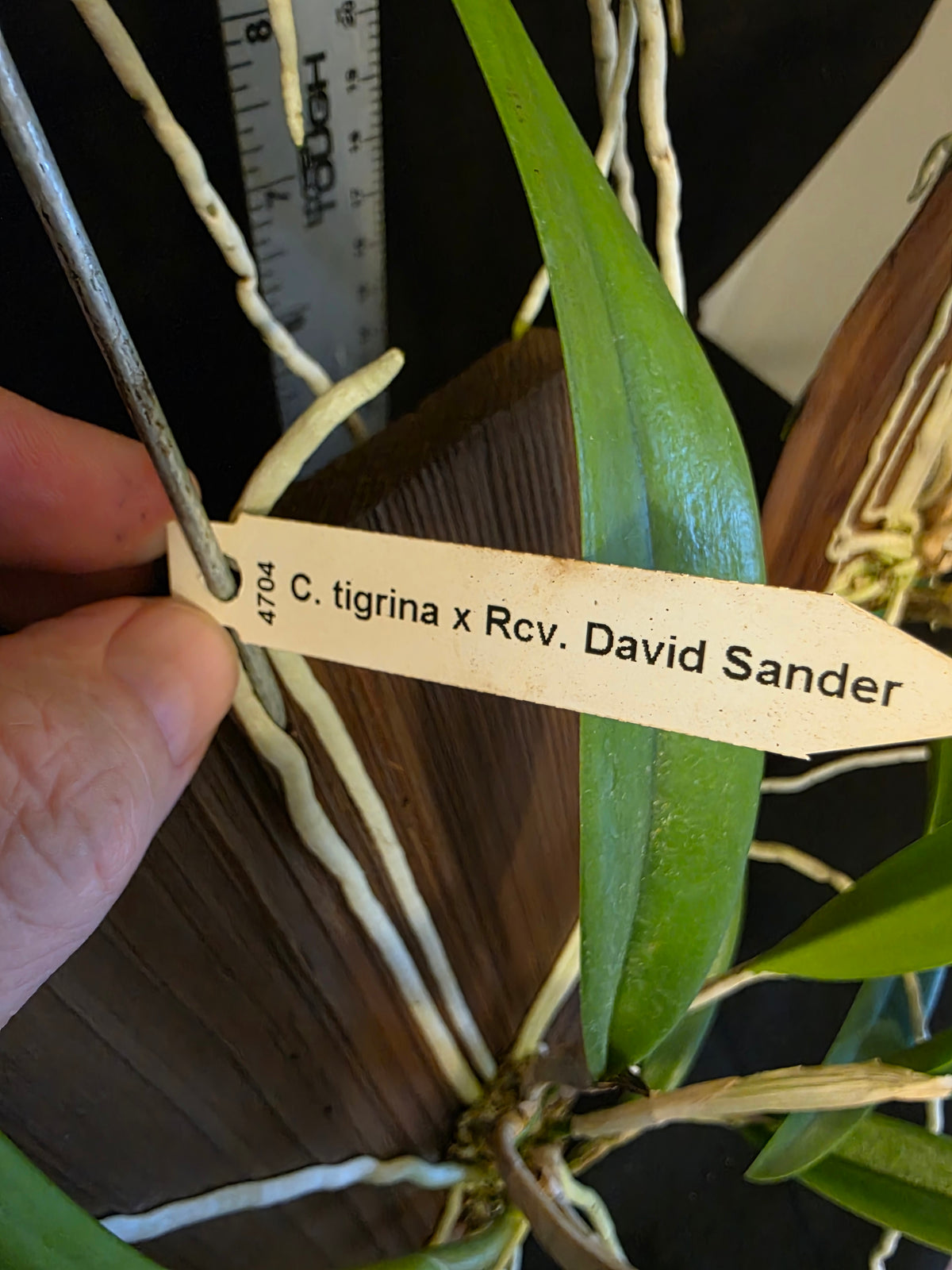 Cattleya tigrina x Rcv David Sander mounted well established