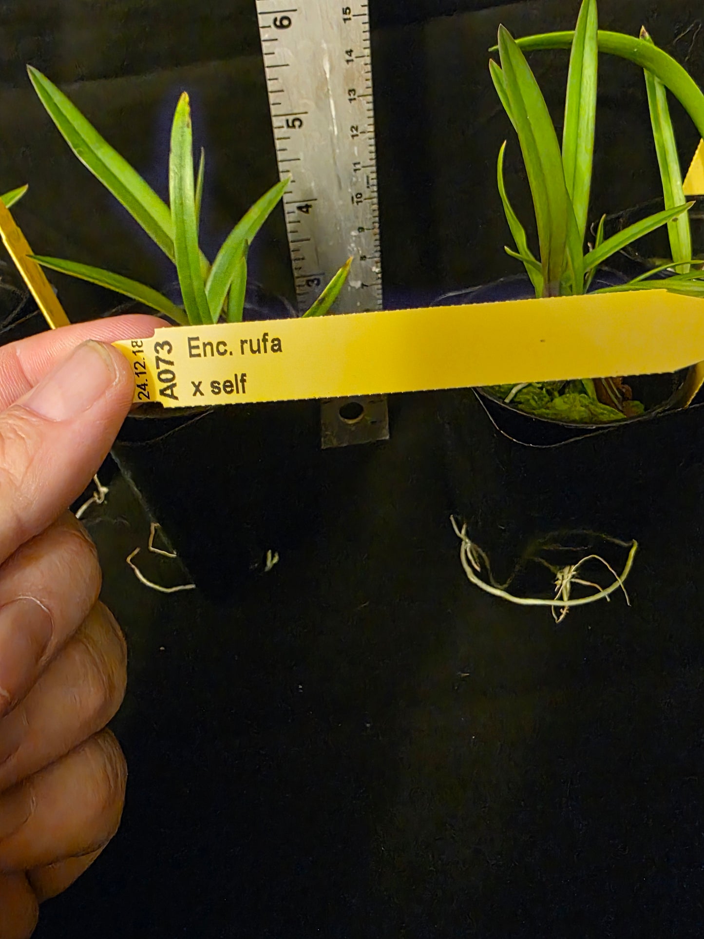 Encyclia rufa x self seedling size encyclia orchid species.