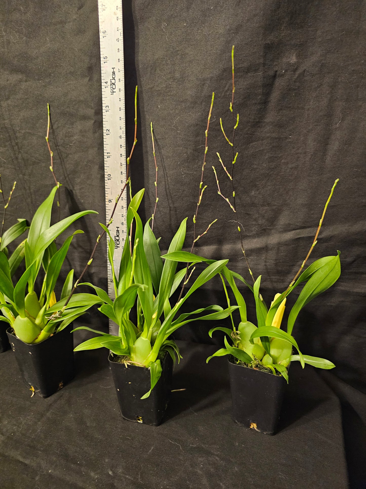 Oncidium Twinkle 'Oro' blooming size oncidium clone. Bright yellow blooms