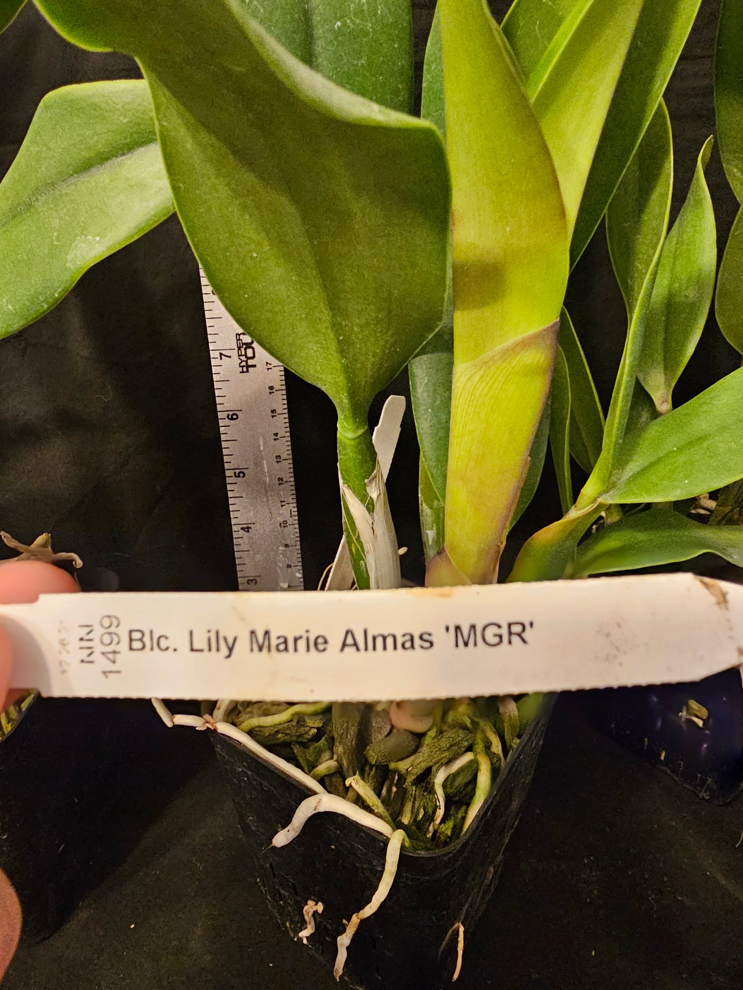 Rlc Lily Marie Almas 'MGR' Blooming size cattleya orchid clones. Beautiful fragrant blooms.