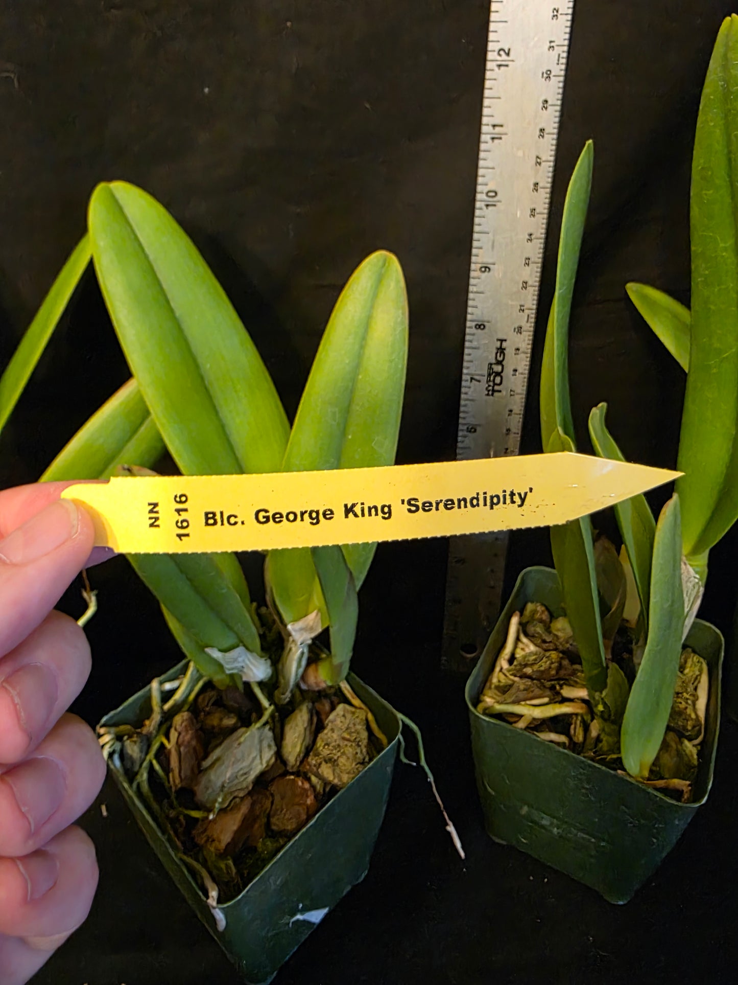 Rlc George King 'Serendipity' (Rhyncholaeliocattleya Buttercup × Cattleya Bob Betts)