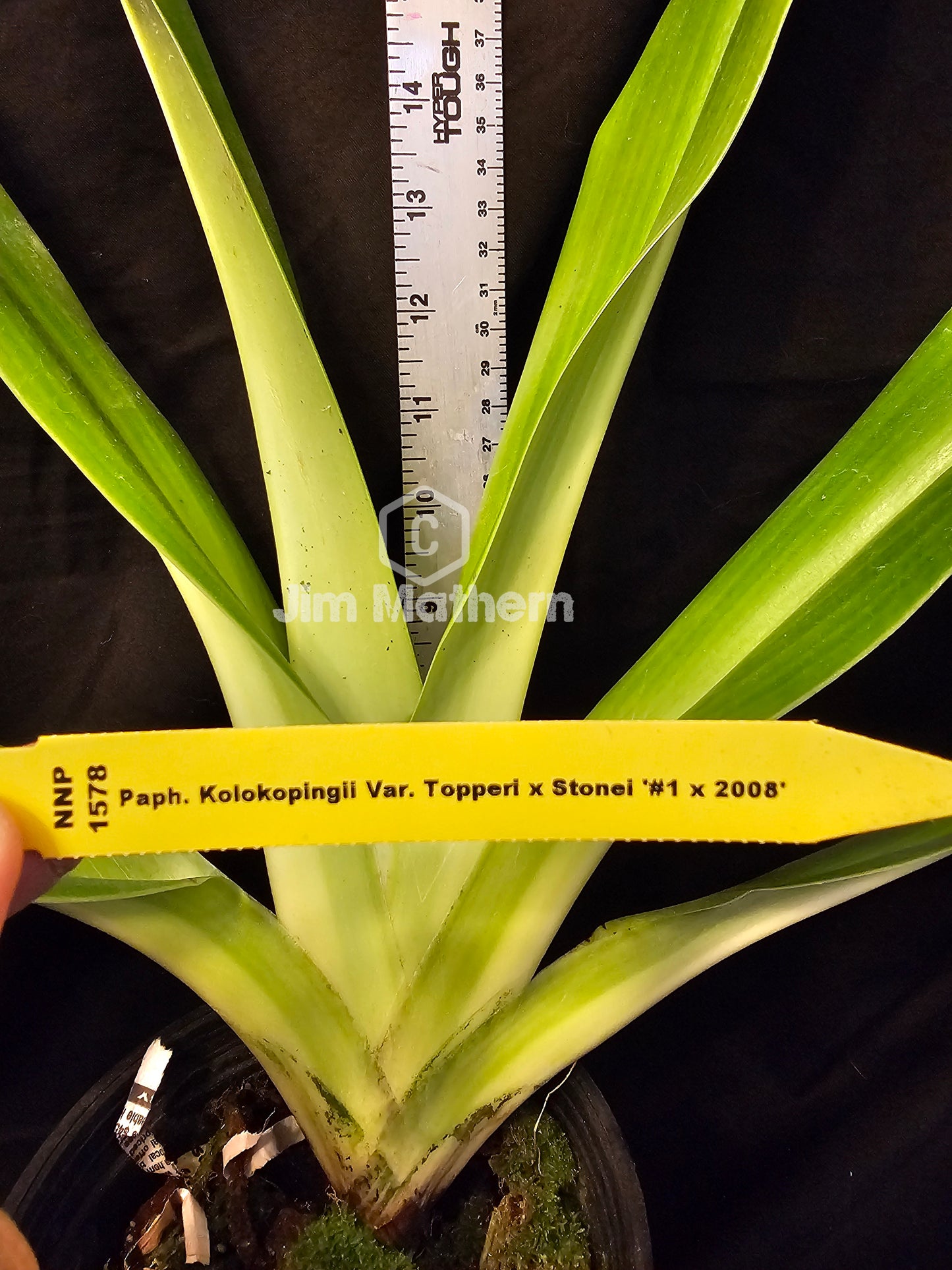 Paphiopedilum Mem Albert Eickoff (kolopakingii x stonei) Large Blooming size plants