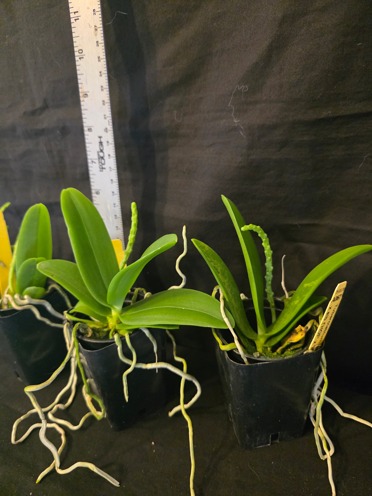 Tuberolabium kotoense x sib. First bloom size plants. Very fragrant.