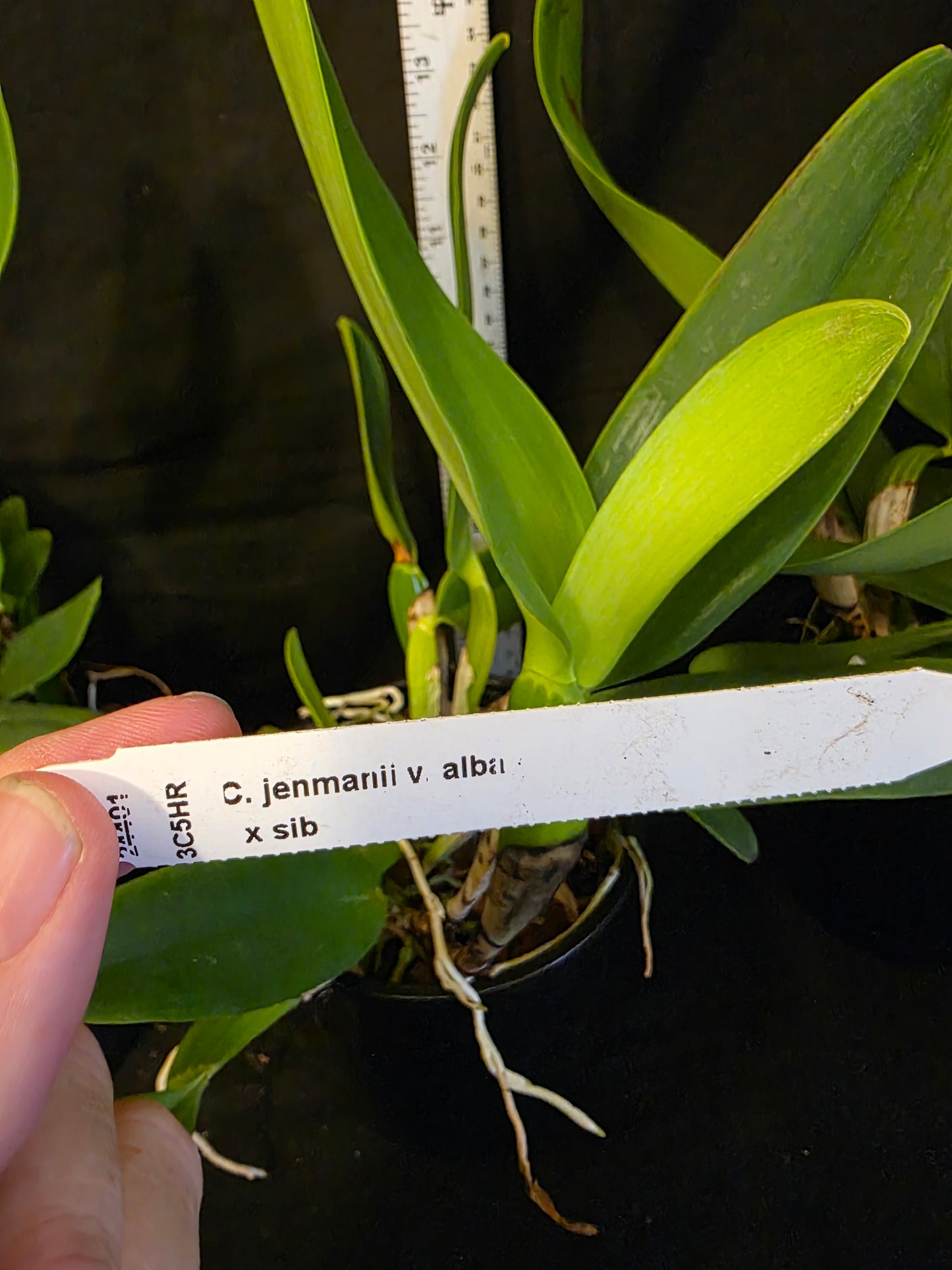 Cattleya jenmanii v alba x sib. Blooming size Cattleya orchid speices. Fragrant