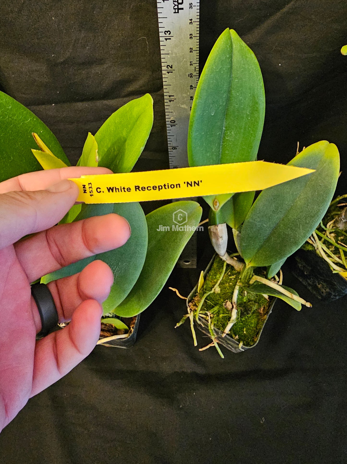 Rlc White Reception 'NN' (Cattleya Hawaiian Wedding Song × Cattleya Douglas Johnston)