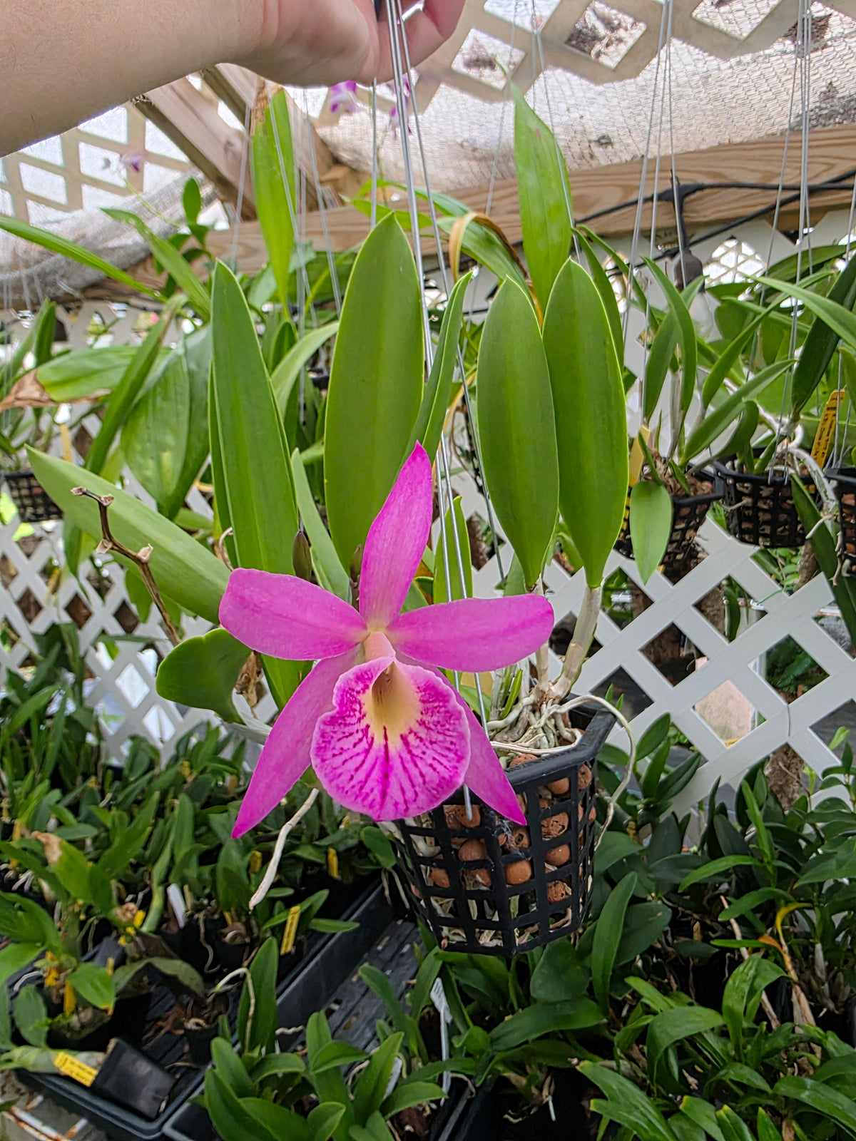 Brassavola nodosa x Cattleya Circle of life. Bloom size in 4" basket #2. Seed grown unique bloom