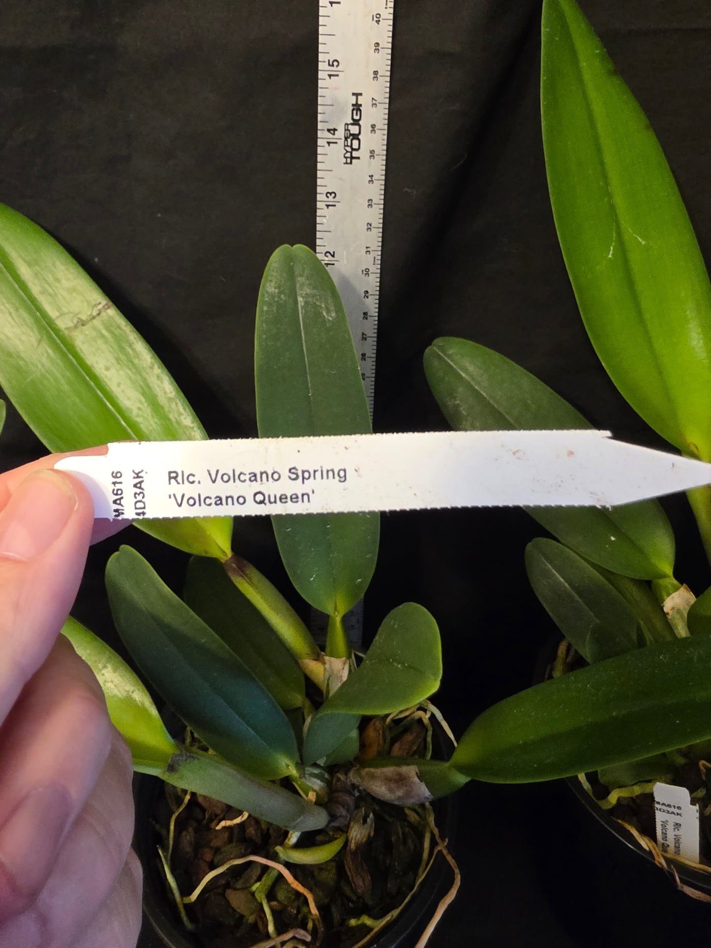 Rlc Volcano Spring 'Volcano Queen' blooming size cattleya orchid clone. Large fragrant pink blooms. 6" pots