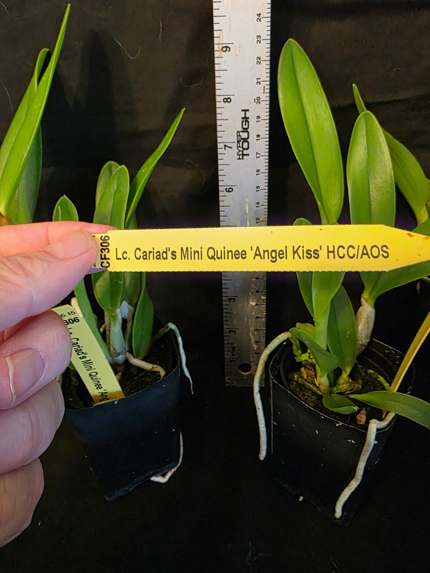 Lc Cariads Mini Quinee 'Angel Kiss' HCC/AOS. Blooming size compact coerulea cattleya orchid clone. Awarded and fragrant