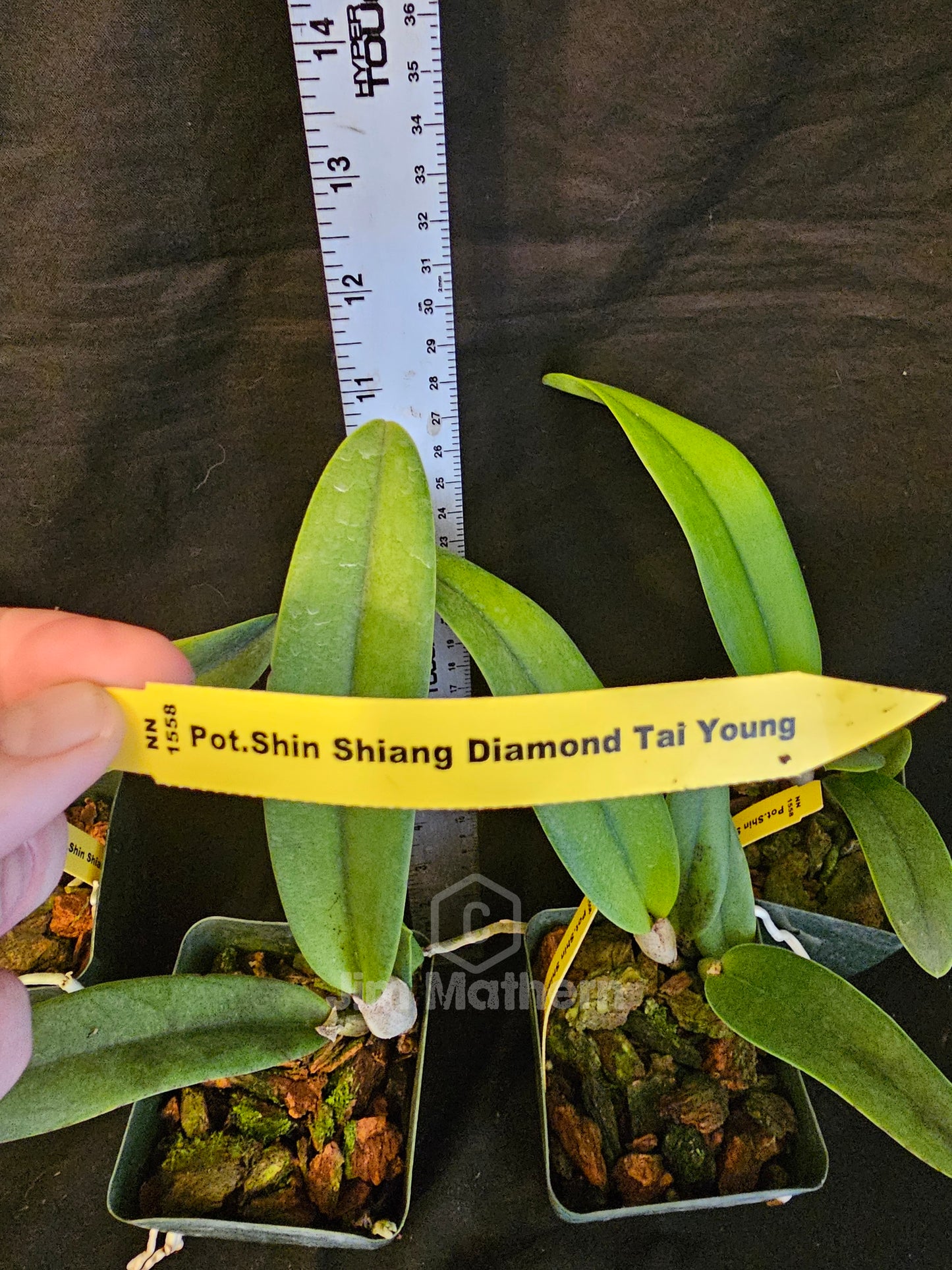 Rlc Shin Shiang Diamond 'Tai Young' near blooming size peloric cattleya clone. Compact grower