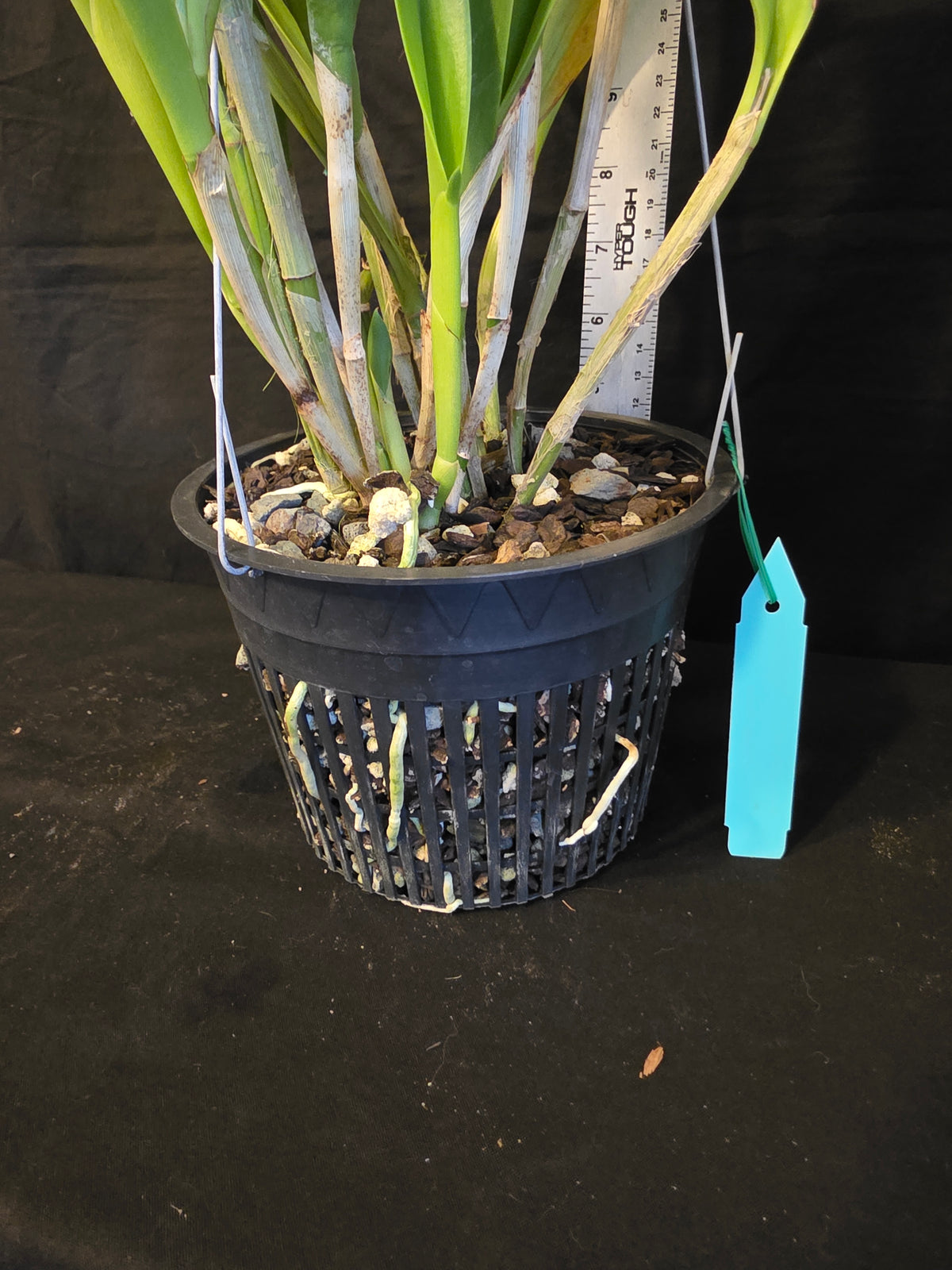 Bc Maikai 'Louise' AM/AOS bloom size divisions 6" basket #1