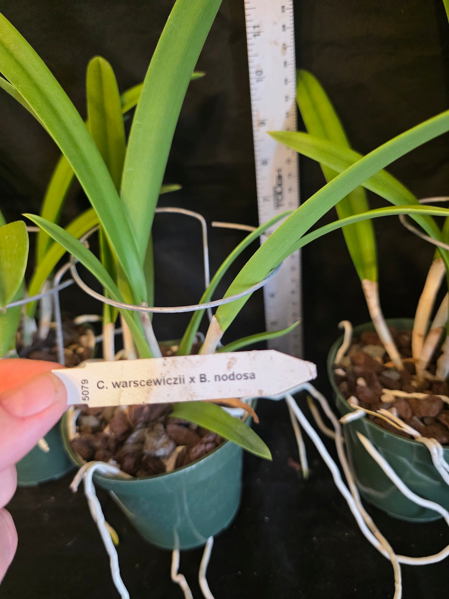 Bc Playa Herradura, blooming size seed grown orchid hybrid in 4.5" pot. Cattleya warscewiczii x Brassavola nodosa. Large star shaped blooms