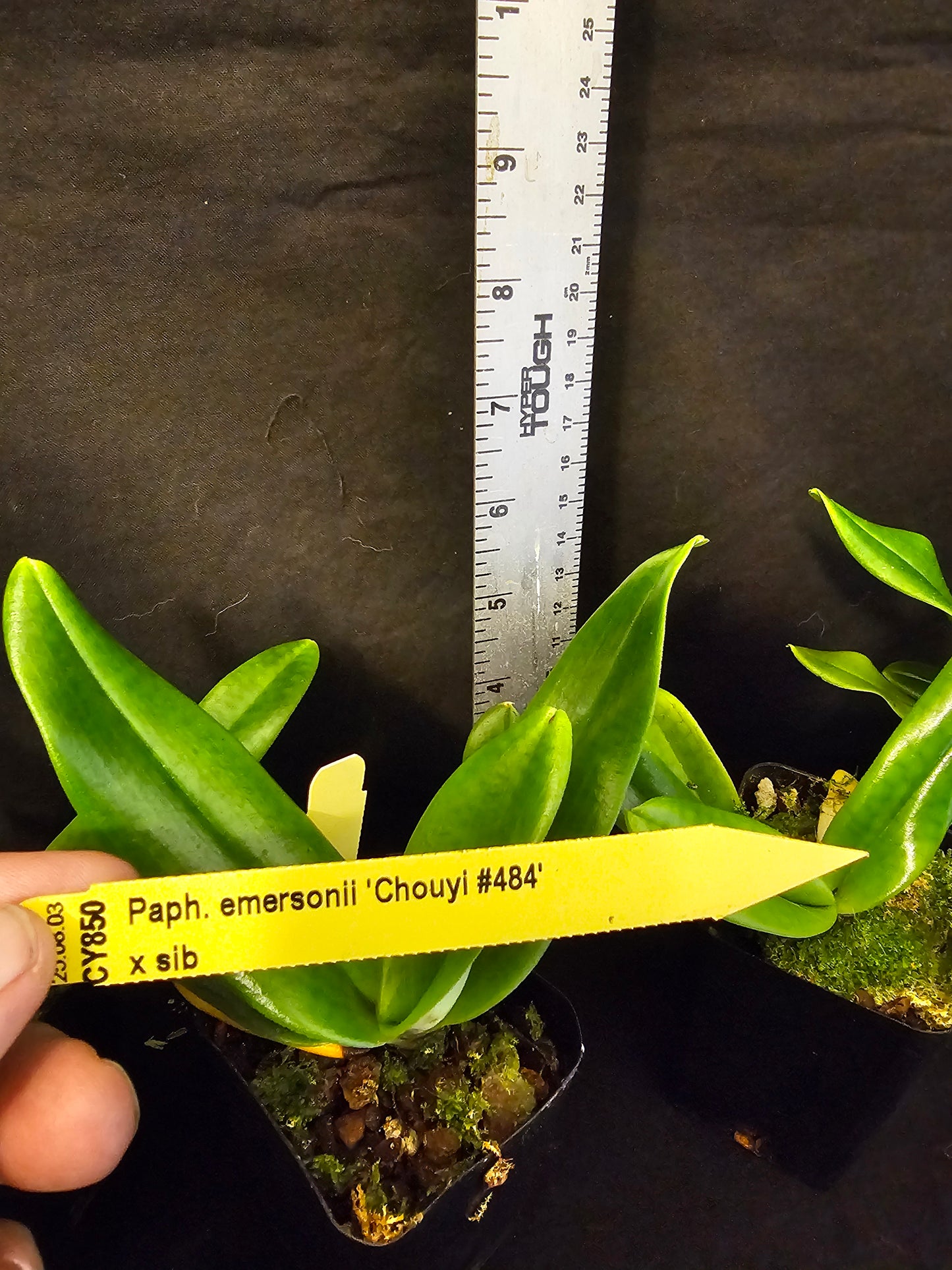 Paphiopedilum emersonii 'Chouyi' x sib near blooming rare hard to find paphiopedilum orchid species.