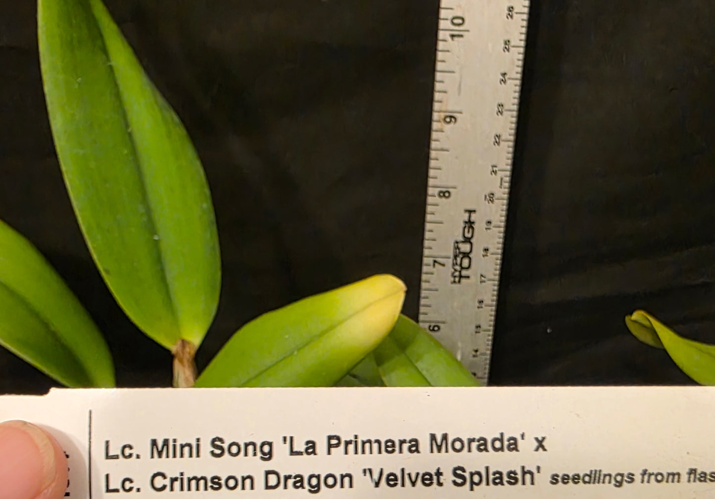 Lc Mini song x Lc Crimson Dragon. Near blooming size compact growing cattleya orchid hybrid
