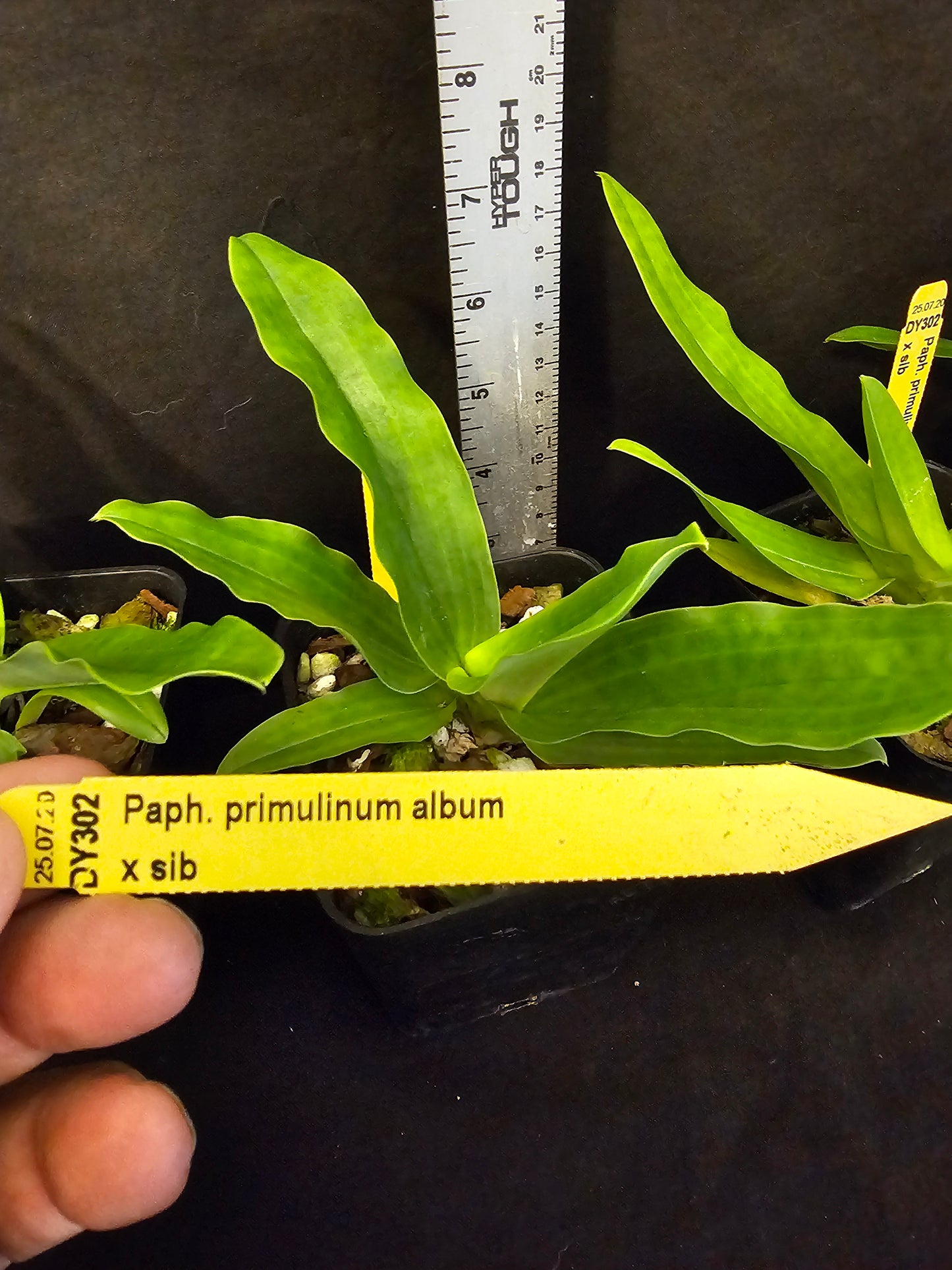 Paphiopedilum primulinum var alba x sib blooming size paphiopedilum orchod species. Sequential bloomer