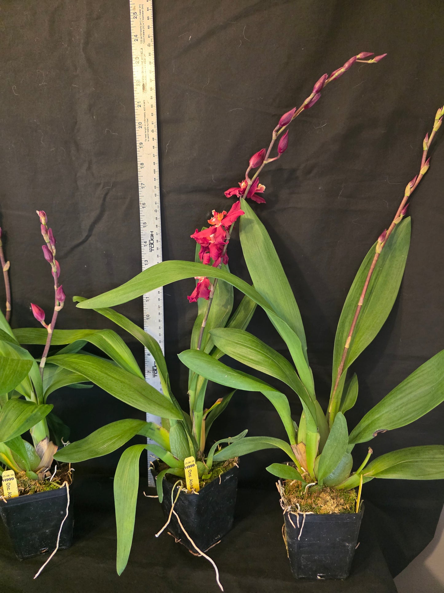 Wilsonara Aloha Kapoho. In Spike Blooming size intergeneric oncidium orchid clone.