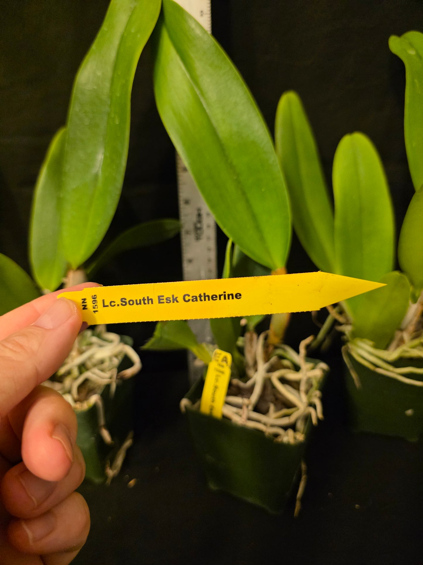 Lc South Esk 'Catherine' near blooming size cattleya orchid clone. Large lavender fragrant blooms