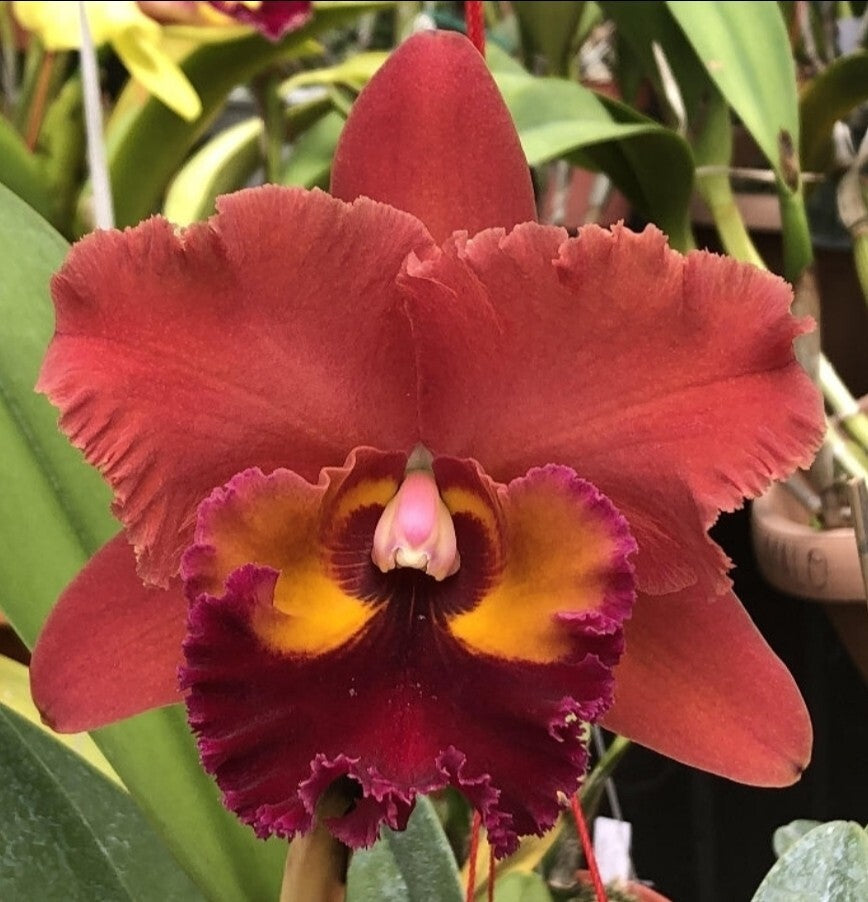 Rlc Chaweewan Sunset near Blooming size cattleya orchid. Large fragrant blooms.