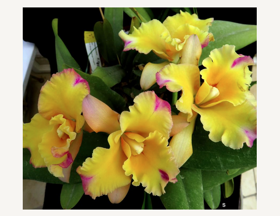 Rlc Momilani Rainbow 'Waldor' Bloomimg Size Beautiful Cattleya Clone...