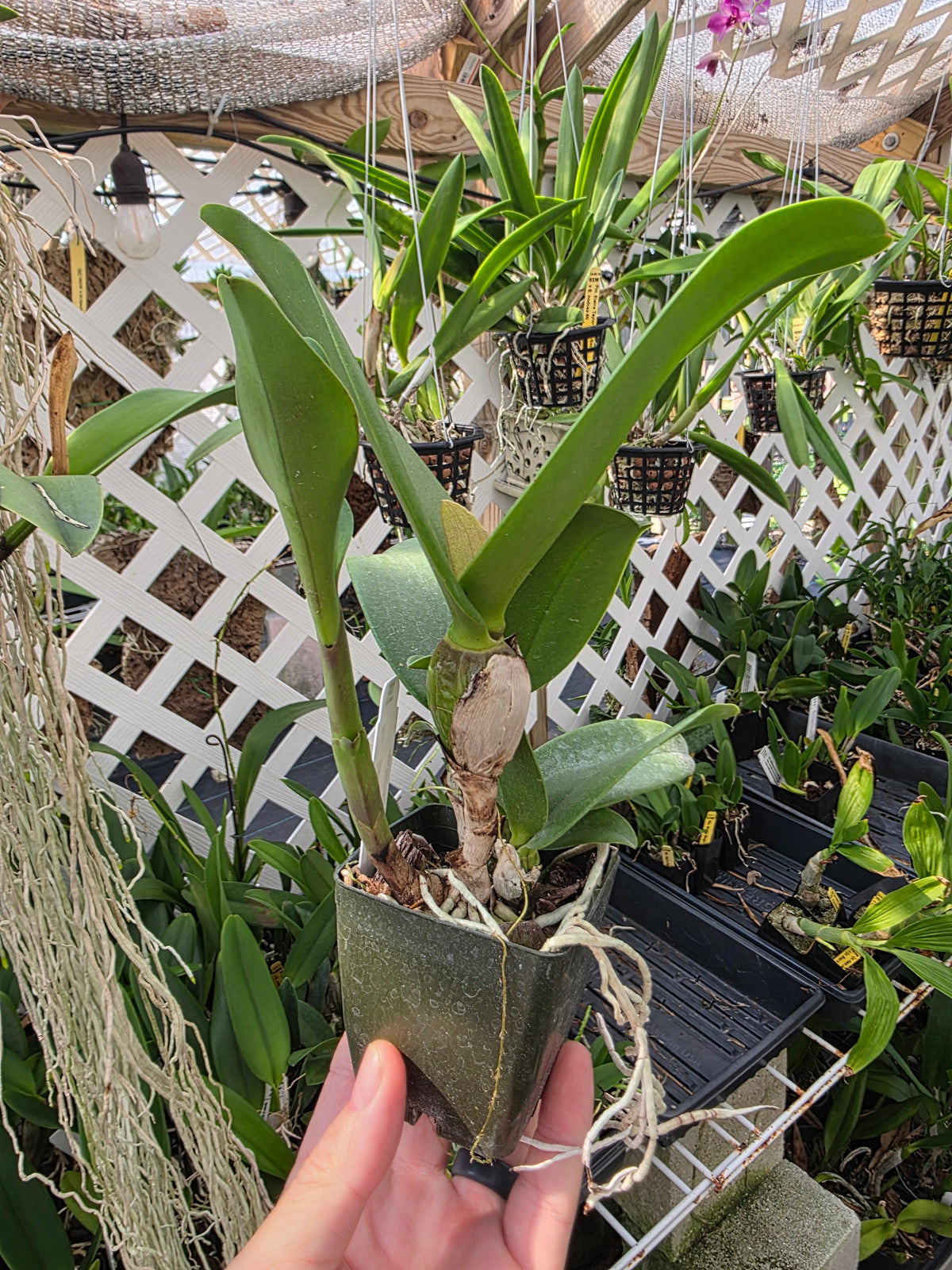 Rlc Dan O'Neal 'Jubilee' HCC/AOS blooming size awarded cattleya orchid clone. Beautifil