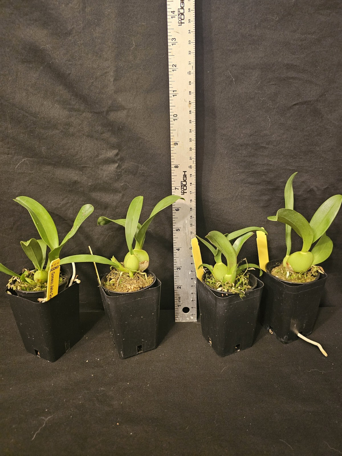 Gomesa Jiaho Queen 'Jia Ho' FCC/AOS. Blooming size miniature oncidium type...