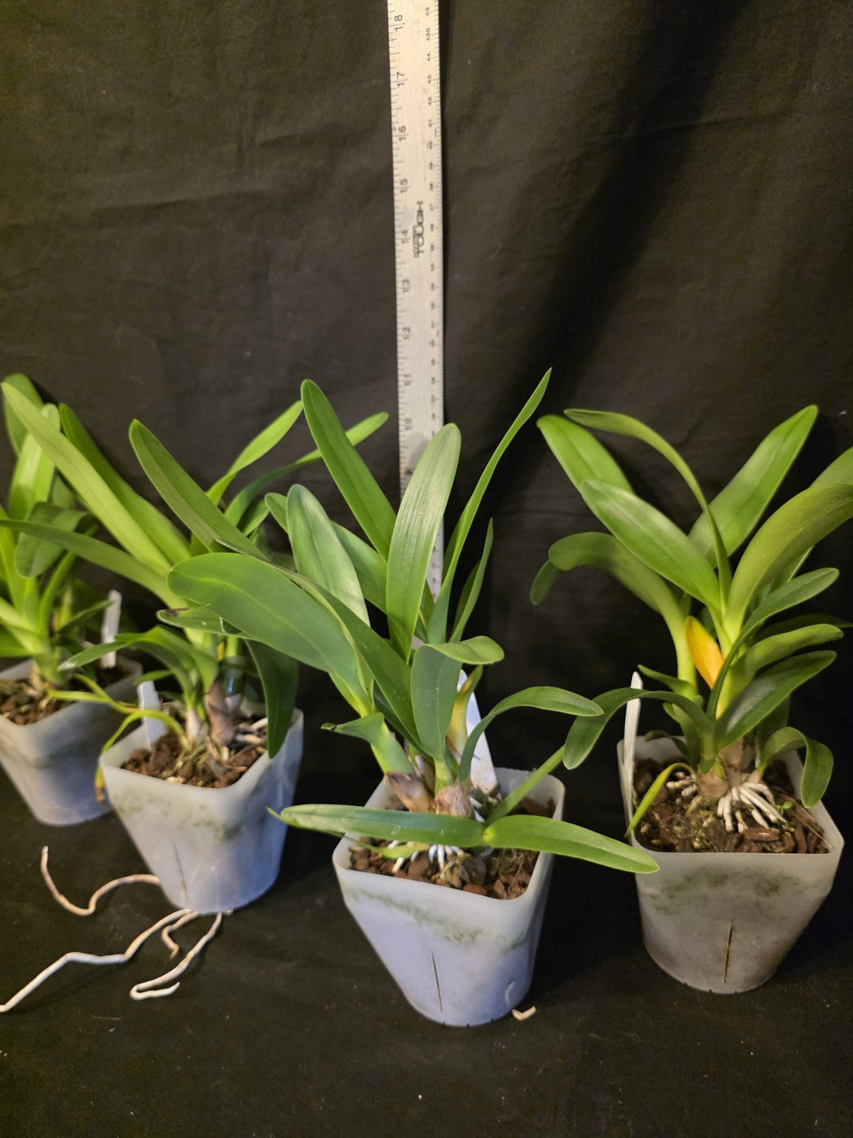 Encyclia cordigera v alba x Epi robustum, BS plants attractive fragrant blooms