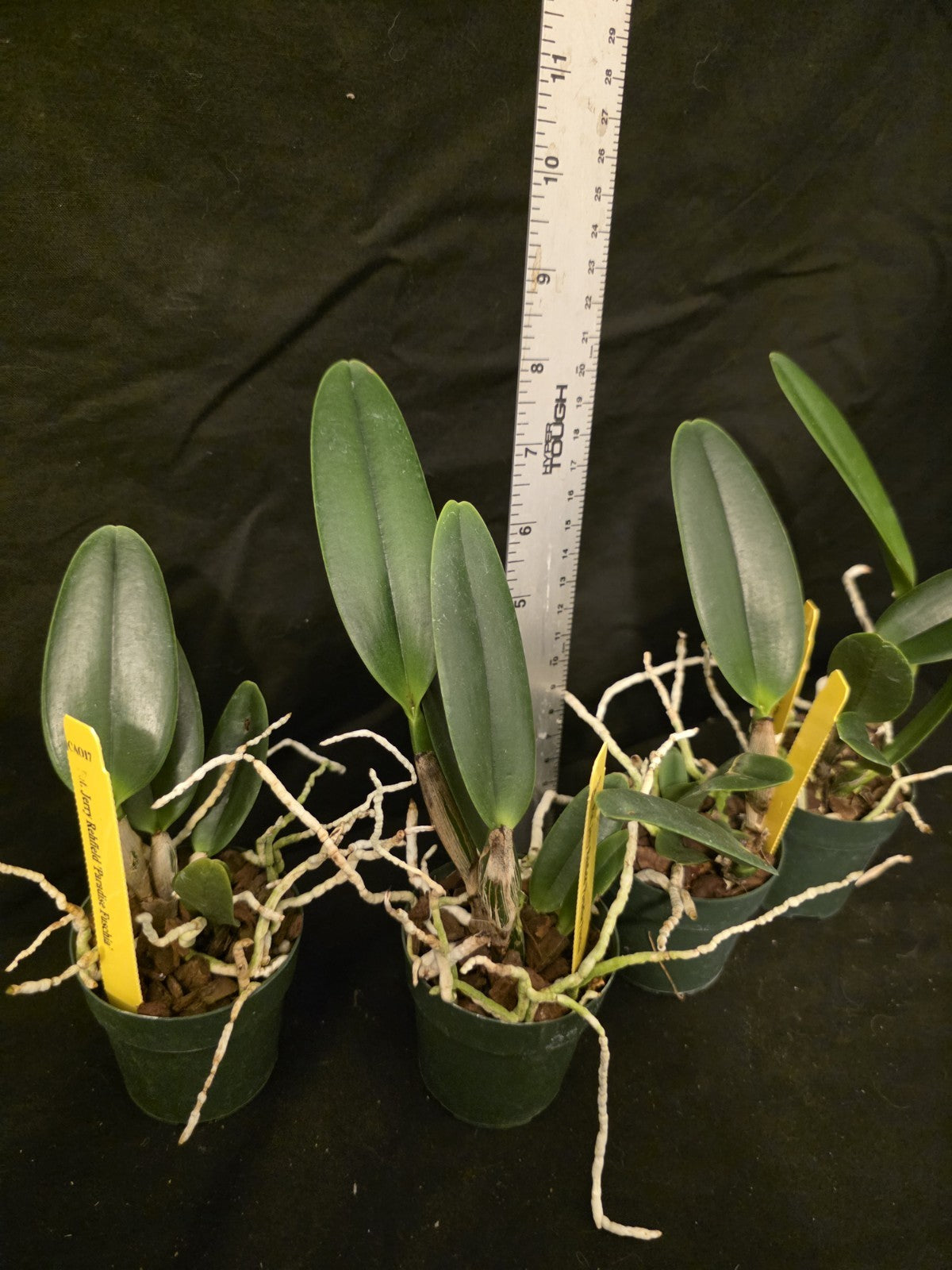 Pot Jerry Rehfield 'Fuscia Paradise' seedling size cattleya orchid clones. BEAUT