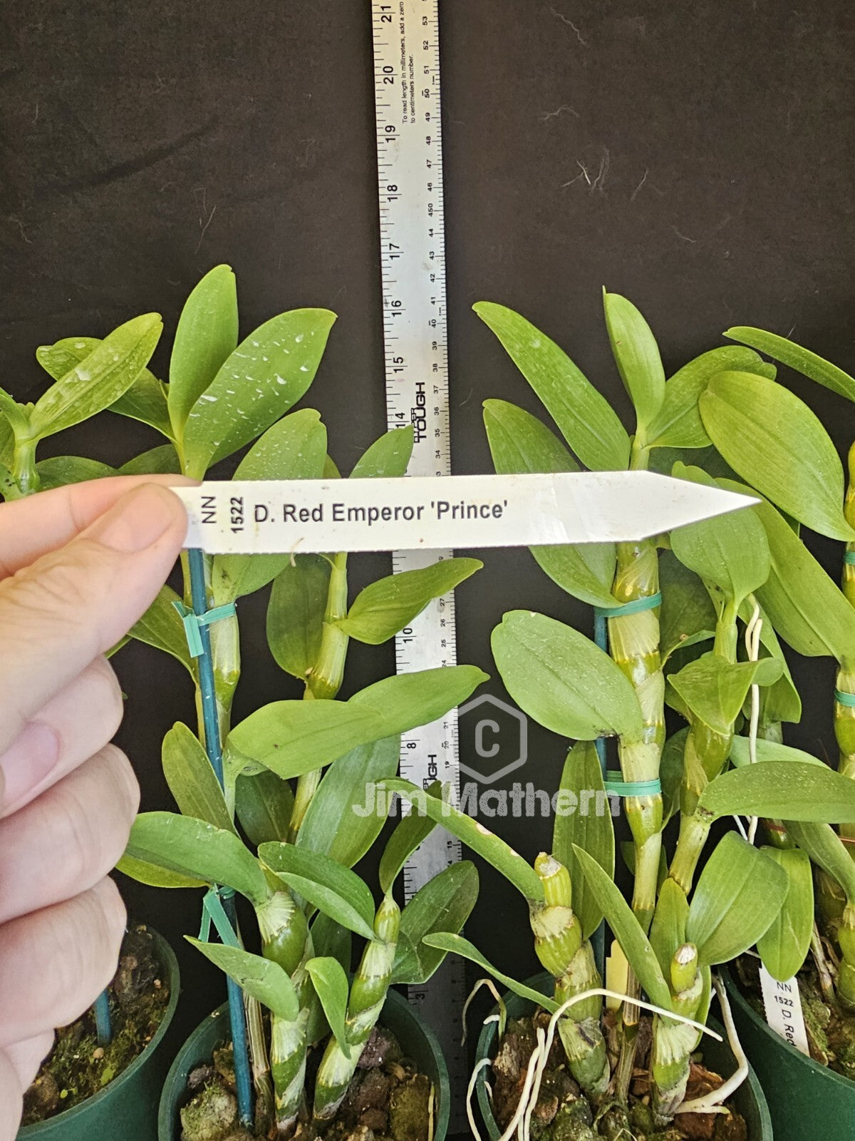 Dendrobium Red Emperor 'Prince' Blooming size Nobile Dendrobium Orchid Clone 4in