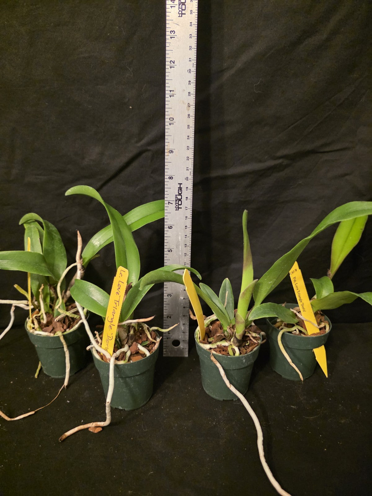 Rth Love Triangle 'Doris' seedling size cattleya orchid clone. Beautiful Red