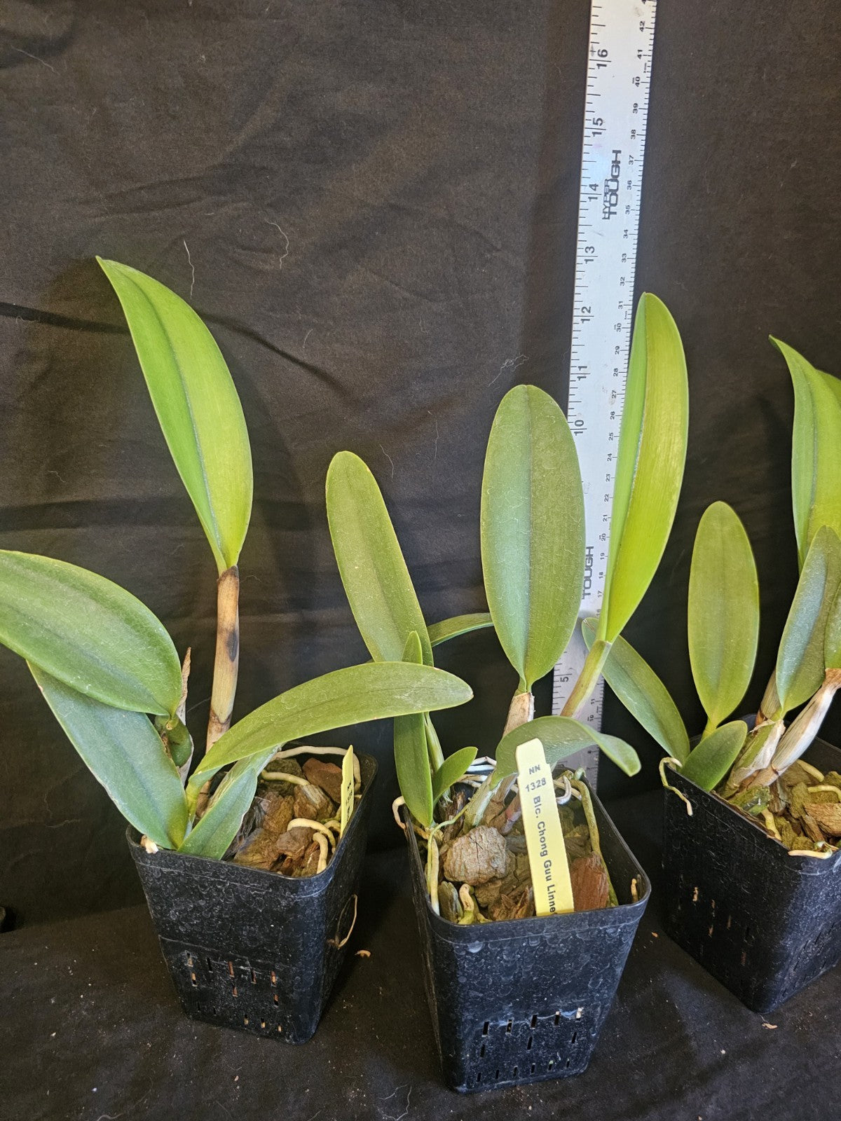 Rlc Chyong Guu Linnette 'Smile' Blooming size cattleya orchid hybrid....