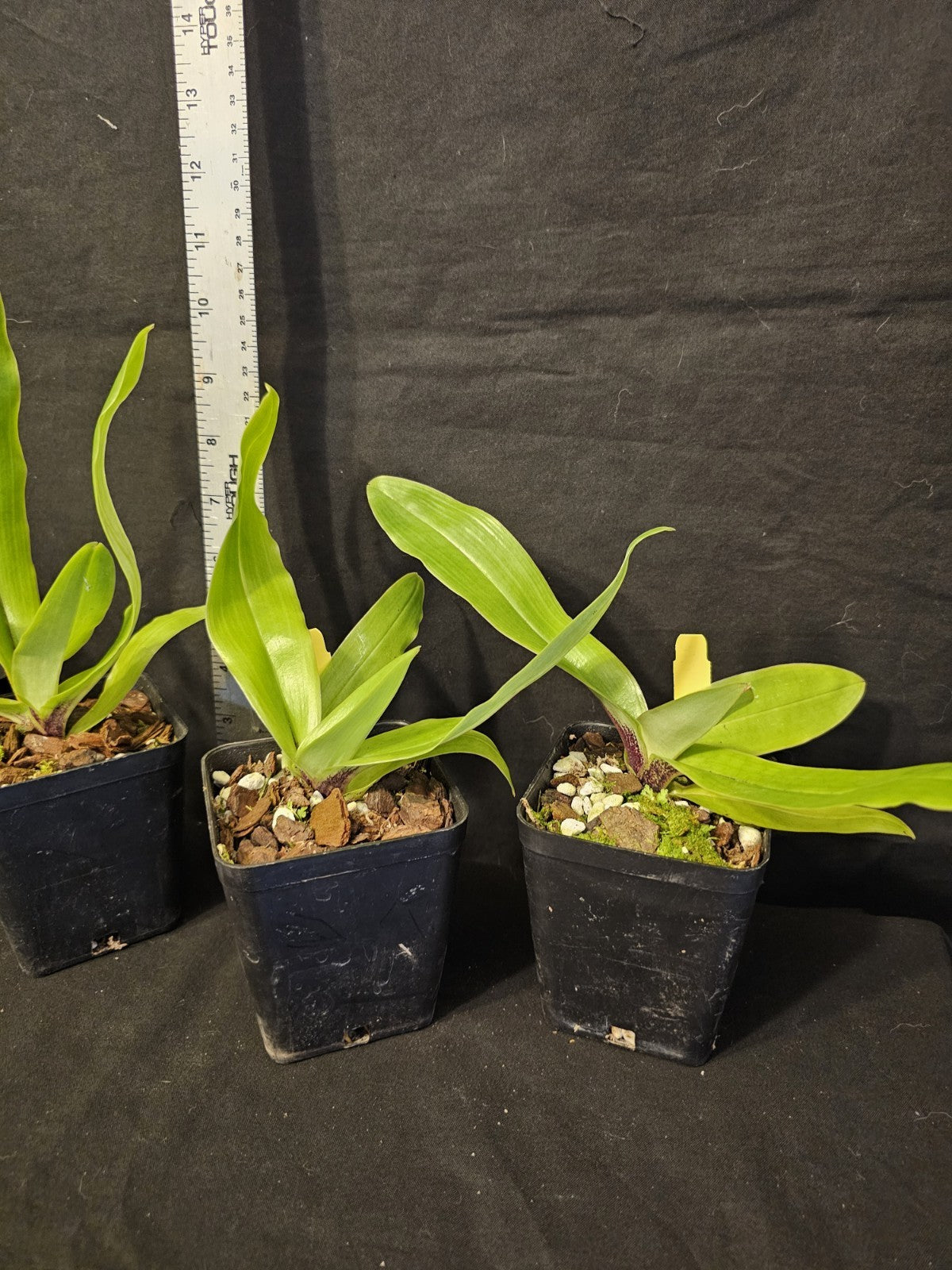 Paphiopedilum spicerianum. Beautiful blooming size orchid species.