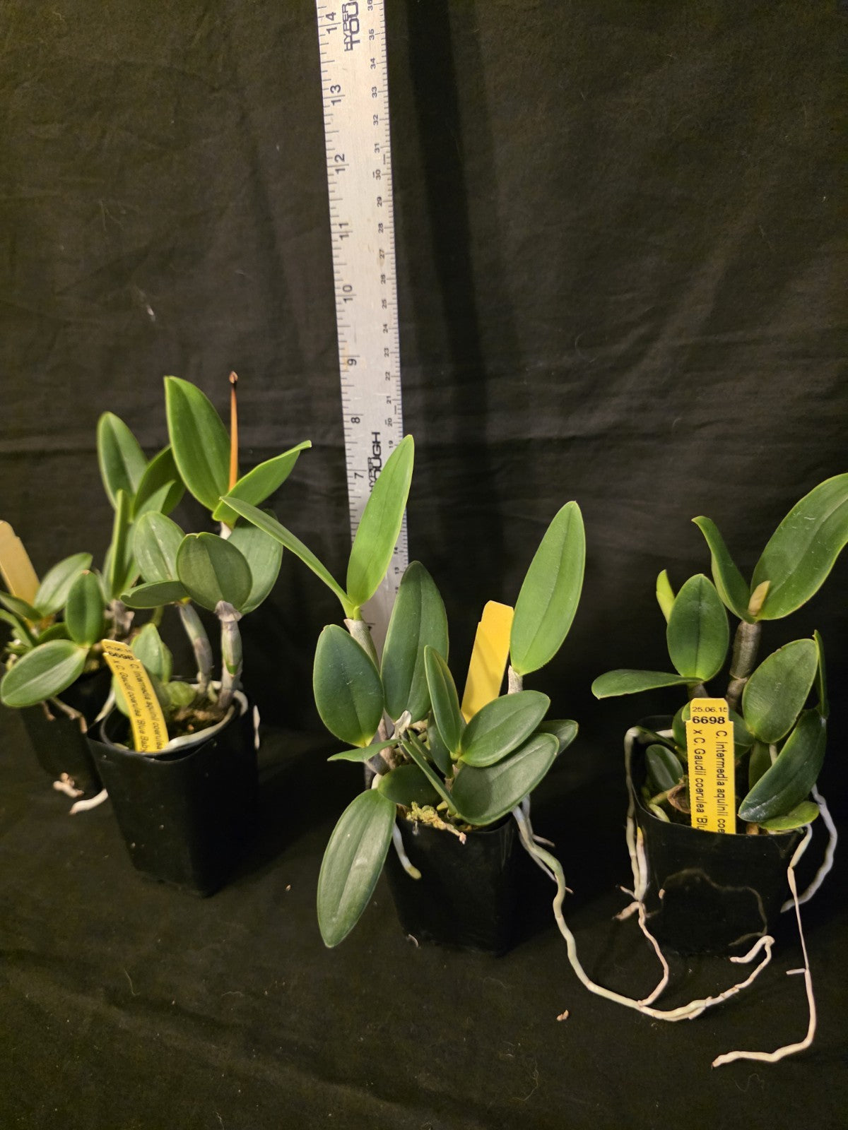 Cattleya intermedia v coerulea v aquinii x C.Gaudii v coerulea. Blooming size...