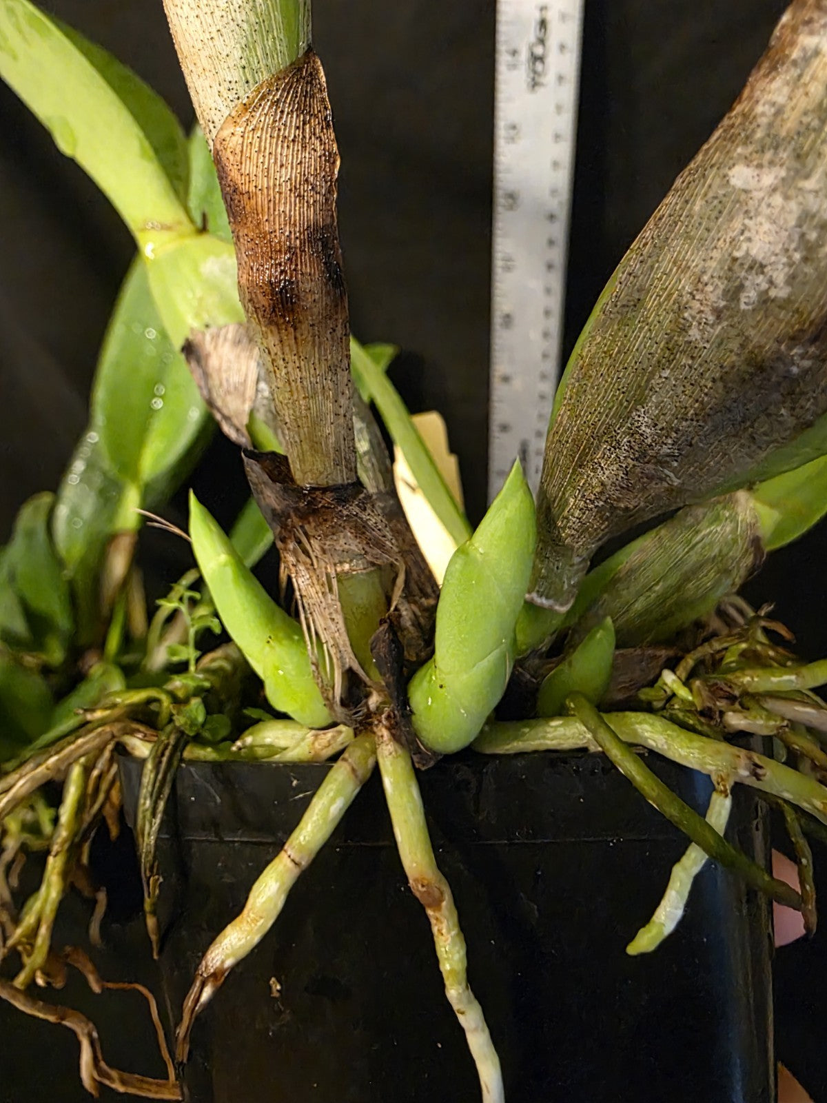 Cattleya dowiana Var Aurea 'Net Dream' LG Blooming Size Cattleya Orchid Species