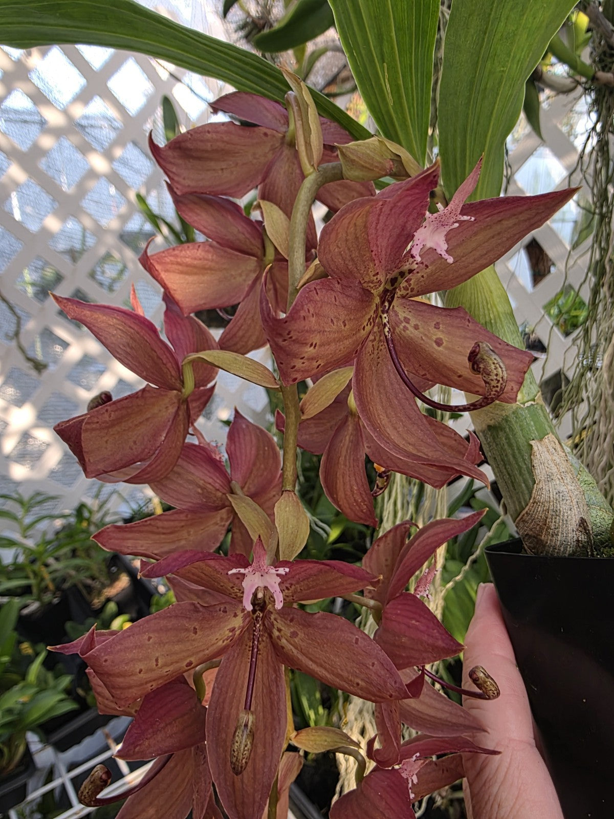 In Spike Cycnoches Jean E Monnier. Beautiful Fragrant Blooms