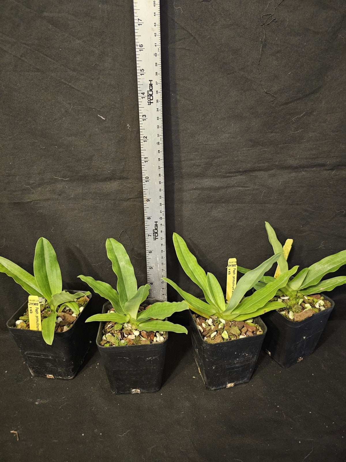 Paphiopedilum primulinum var alba x sib blooming size paphiopedilum orchod...