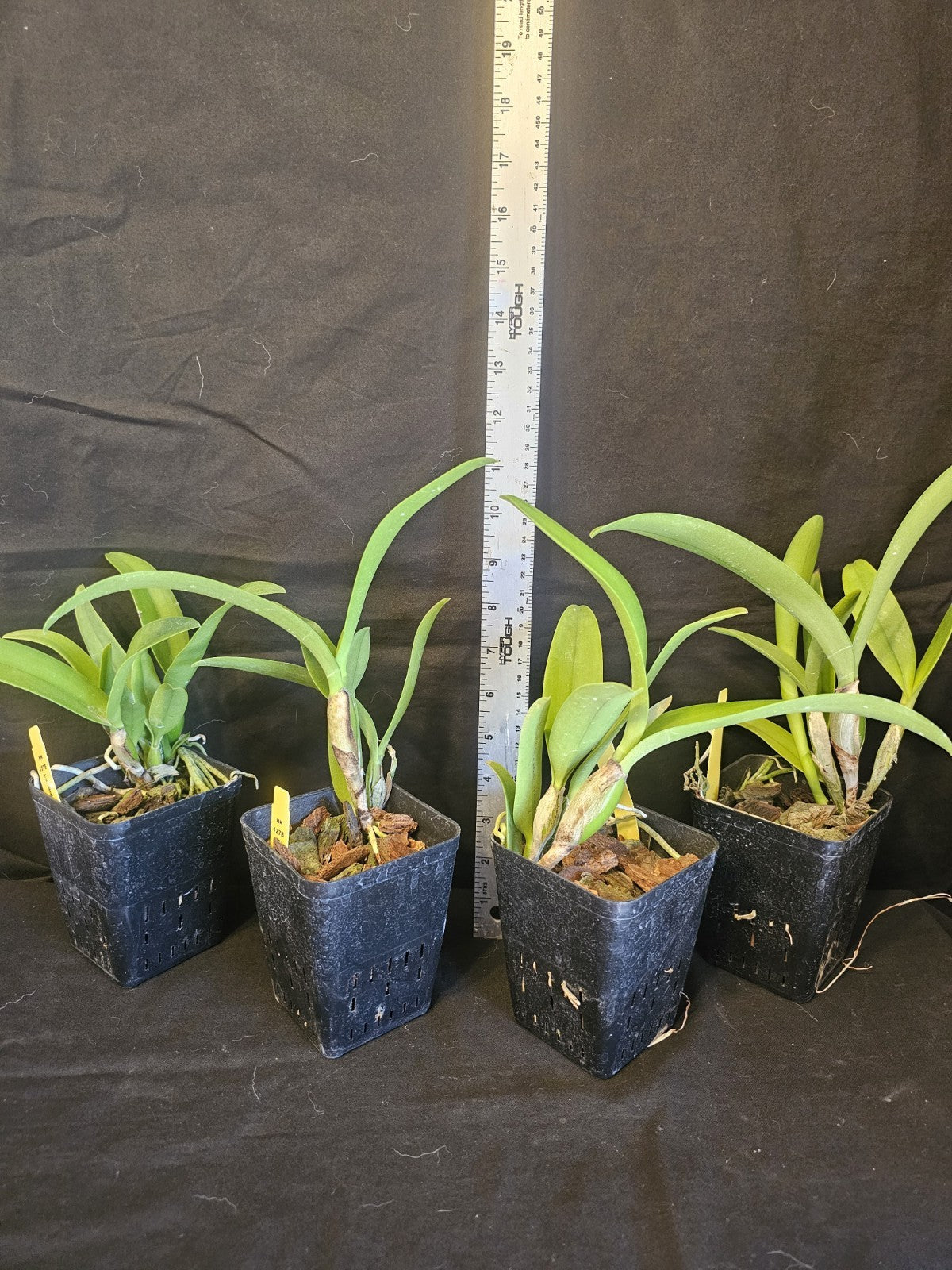 Lc Gold Digger 'Fuchs Mandarin' blooming size cattleya orchid clone. Prolific...
