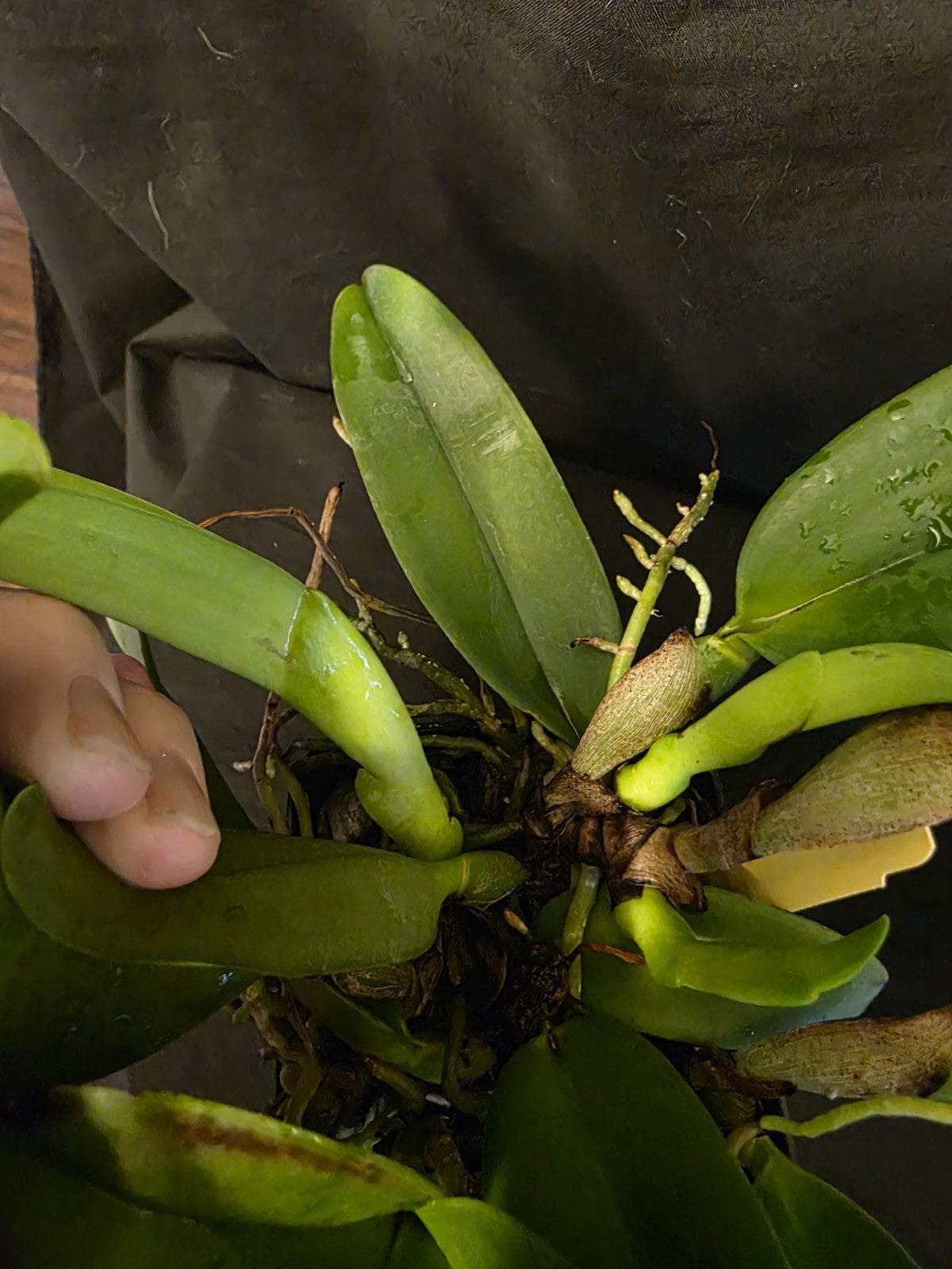 Cattleya dowiana Var Aurea 'Net Dream' LG Blooming Size Cattleya Orchid Species