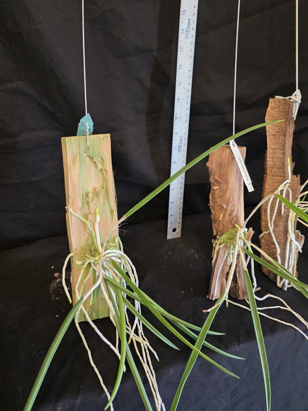 Brassavola Yaki Blooming size rare orchid. Mounted established Great plants