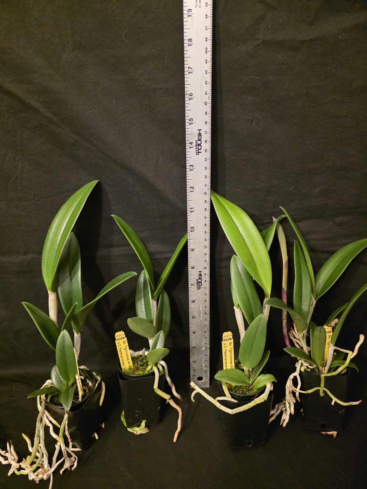 Bc Tigrinodosa 4N x C. Peckhaviensis 'HOF', blooming size brassavola 2.5" Pot