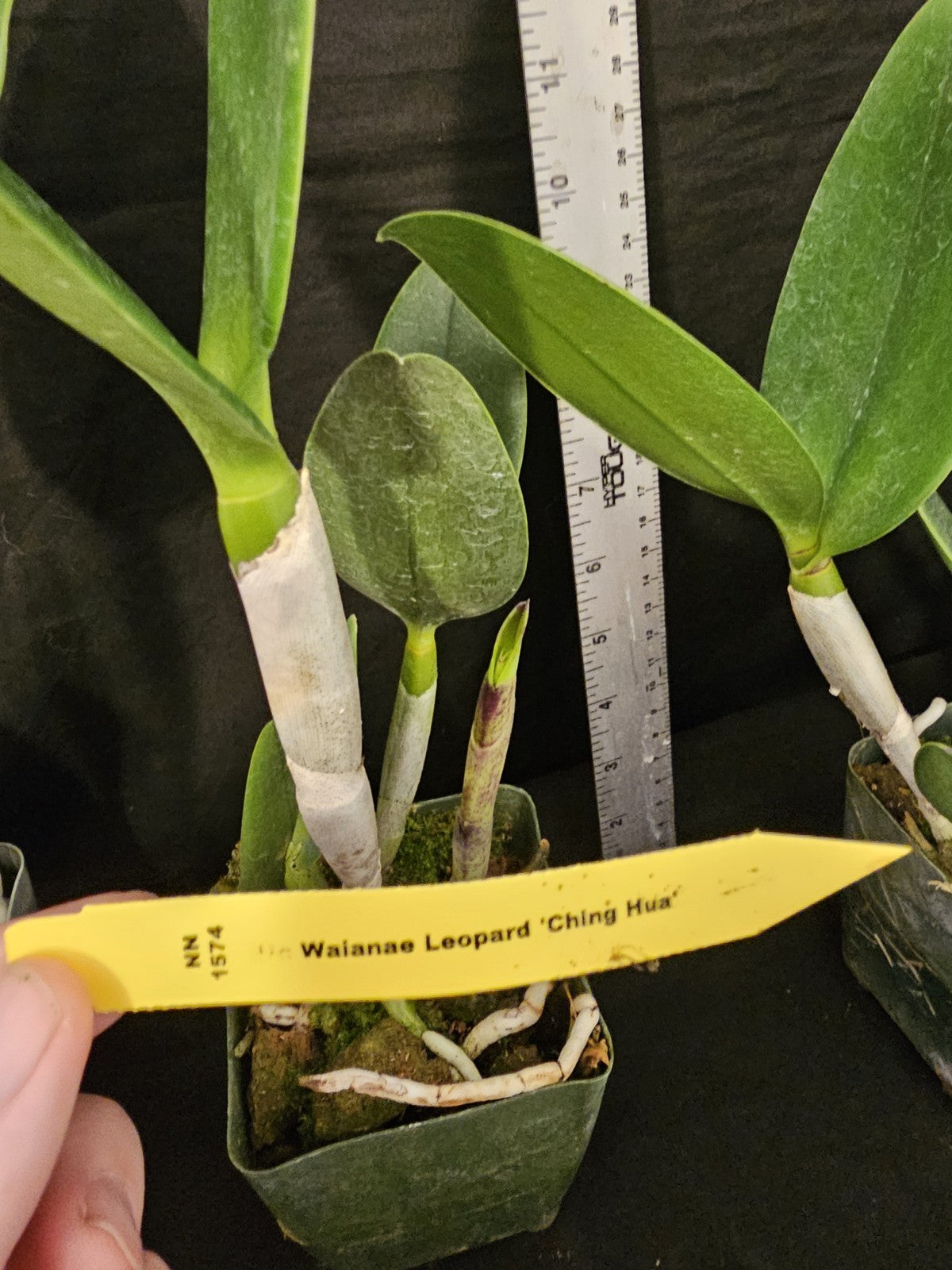 Cattleya Waianae Leopard 'Ching Hua 4" Pot Blooming Size Fragrant Clone