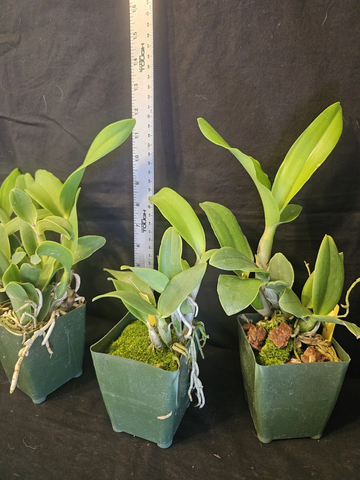 Bcn. Aka's Aloha 'Dream Dust' blooming size cattleya orchid clone. Beautiful...