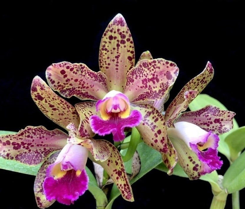 Cattleya Waianae Leopard 'Ching Hua 4" Pot Blooming Size Fragrant Clone